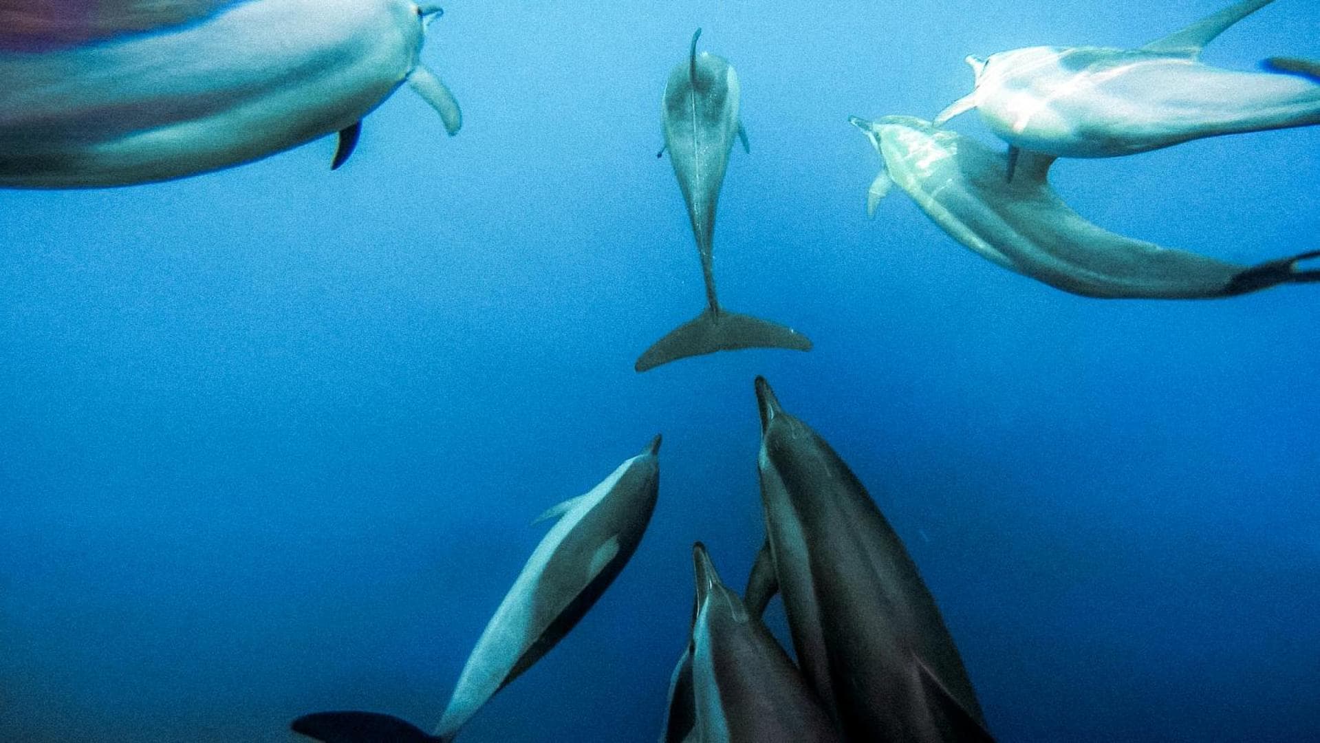 Bliss Dhigurah - View 101