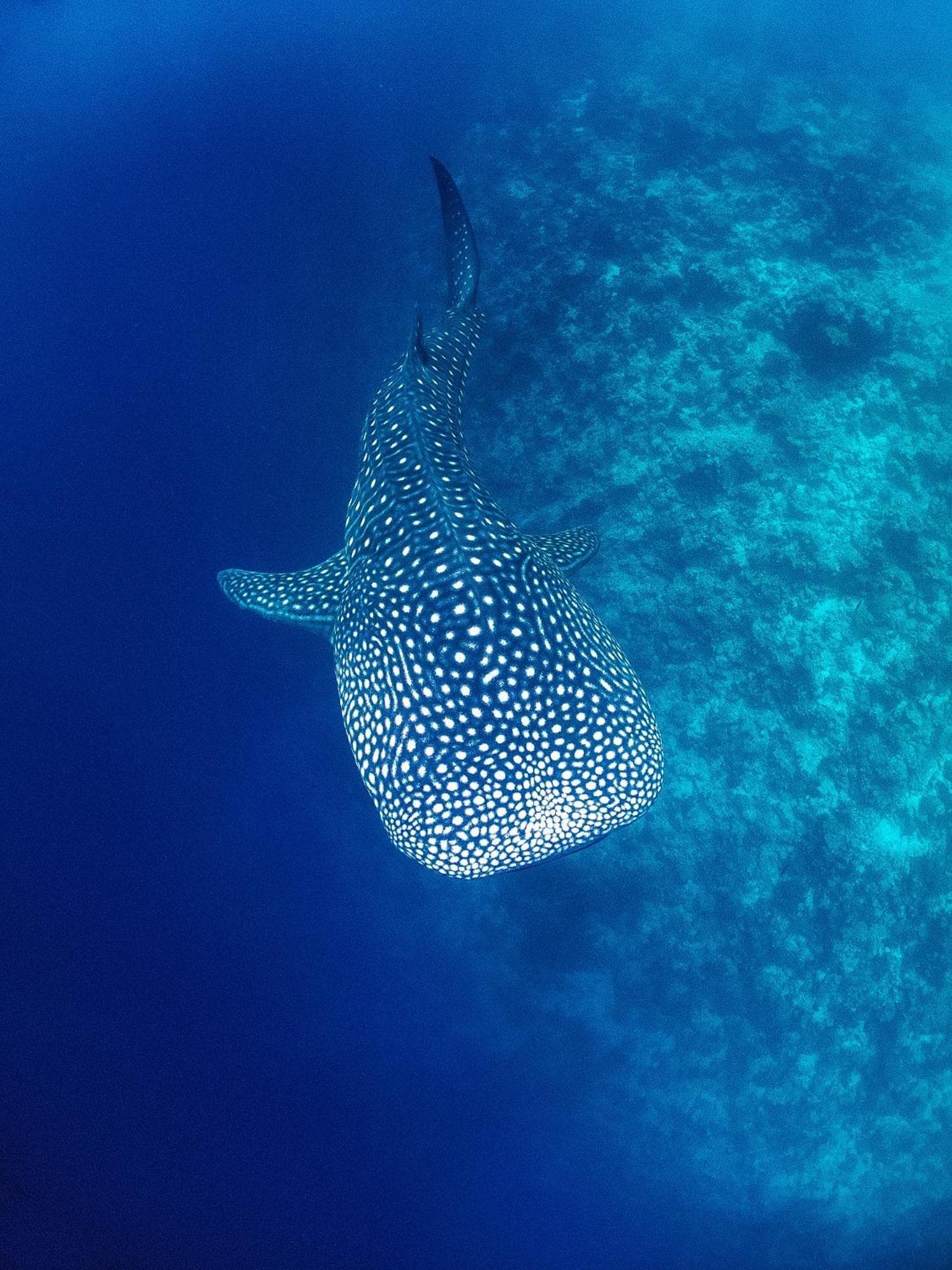 Bliss Dhigurah - View 44