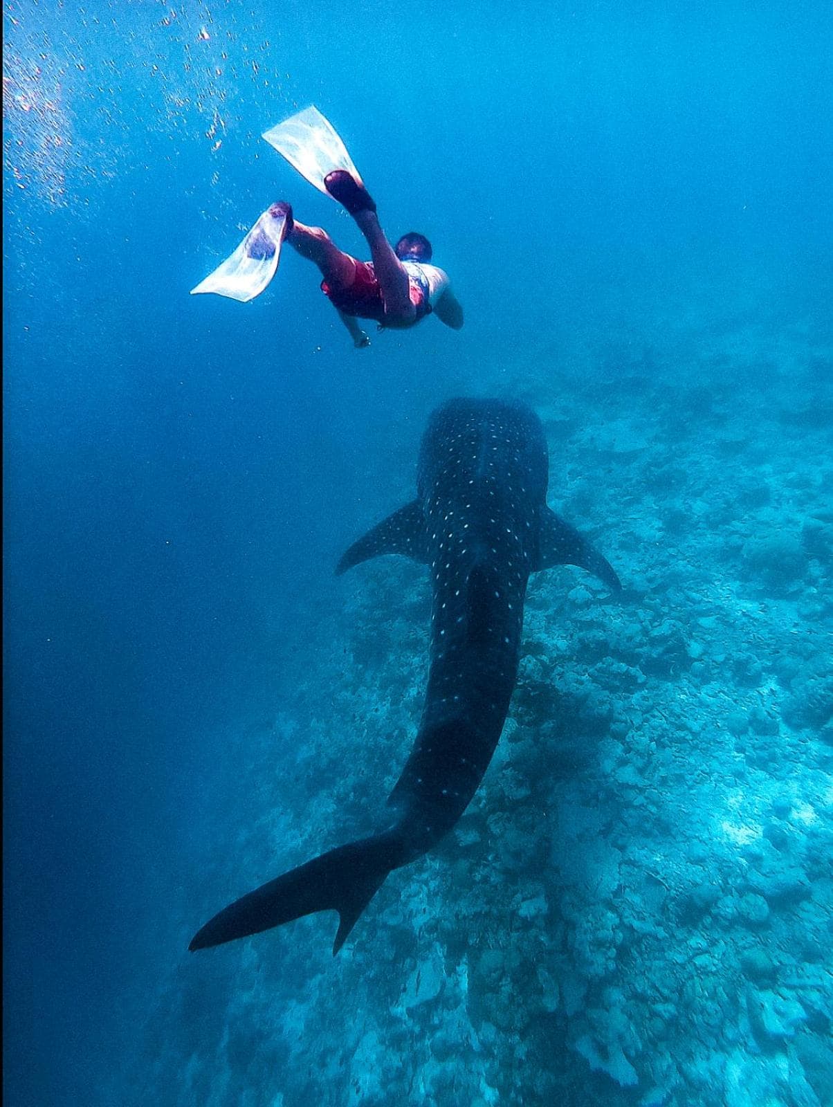 Bliss Dhigurah - View 69