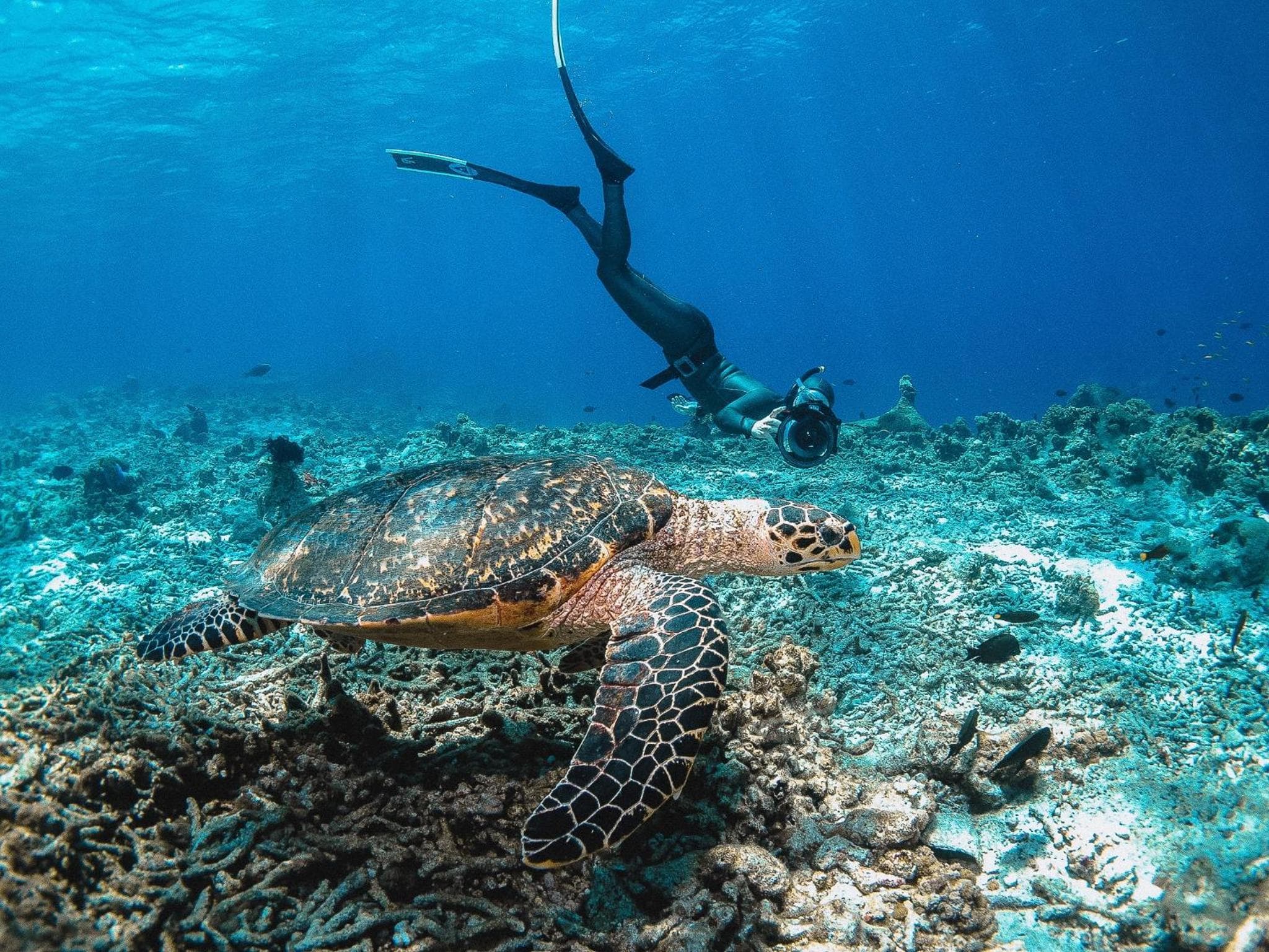 Bliss Dhigurah - View 12