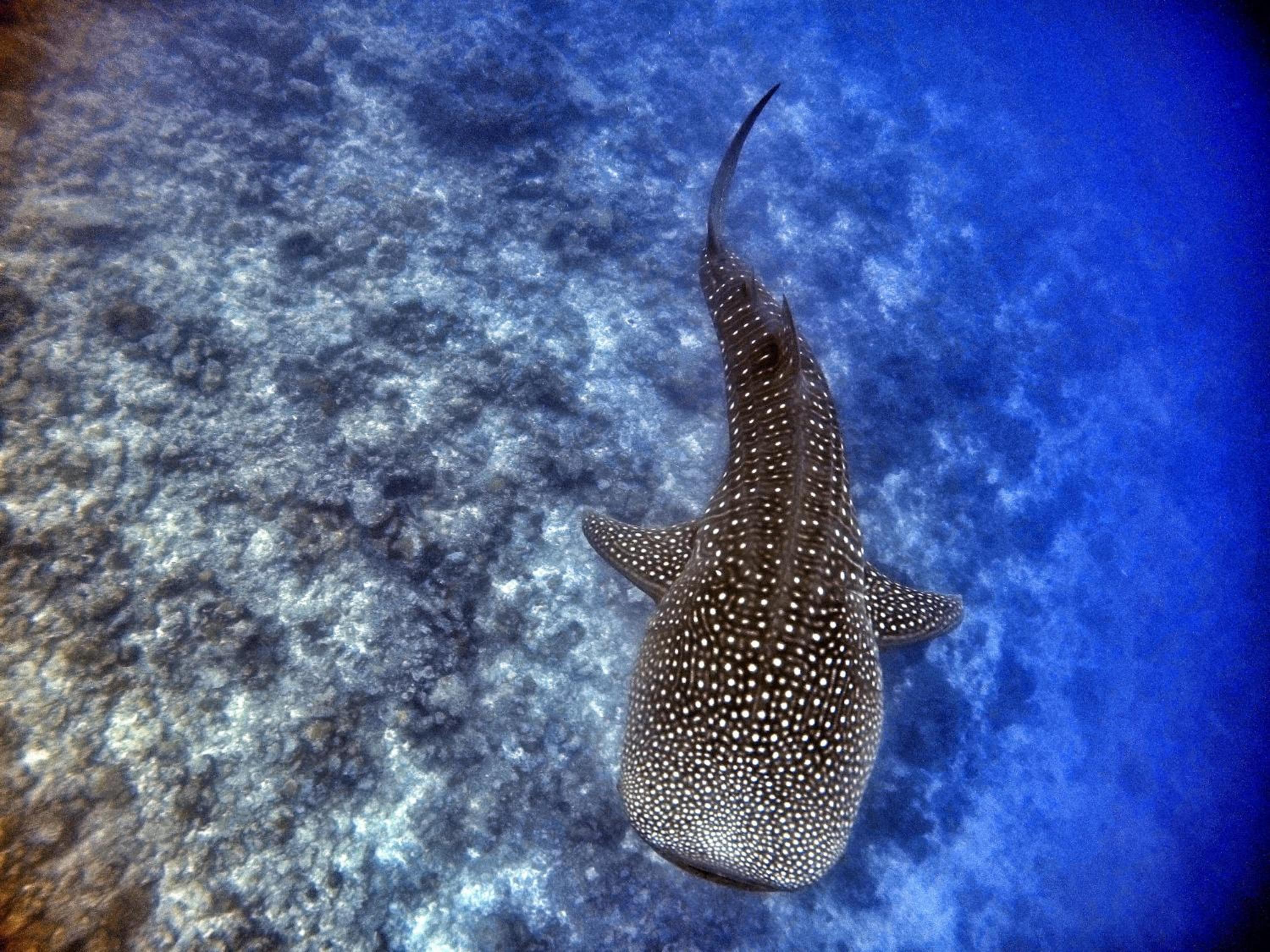Athiri Beach Maldives - View 6