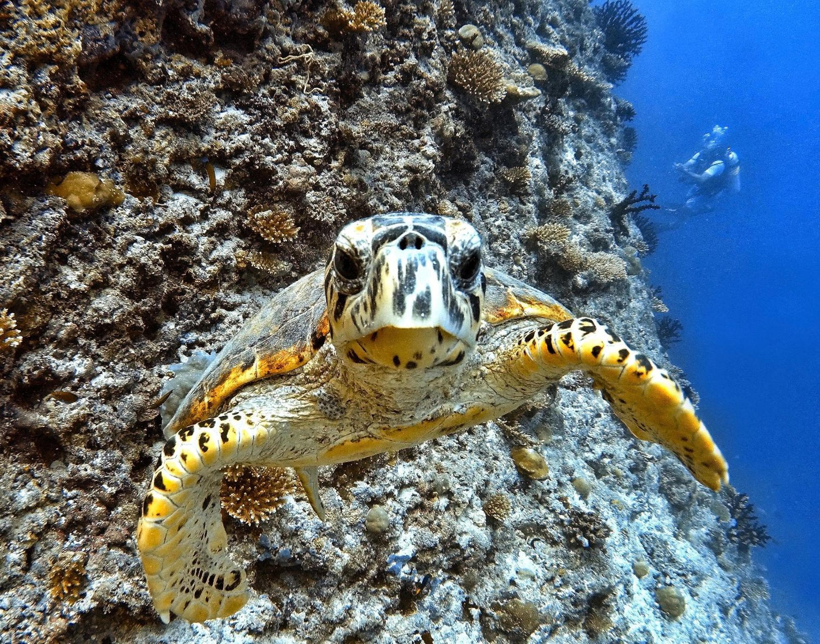 Athiri Beach Maldives - View 25