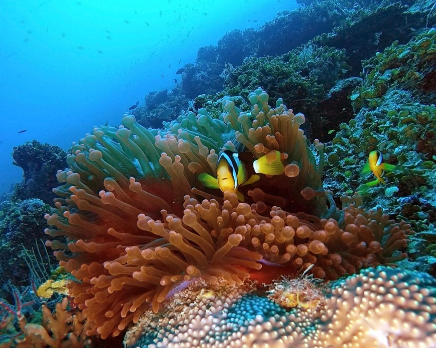 Athiri Beach Maldives - View 24