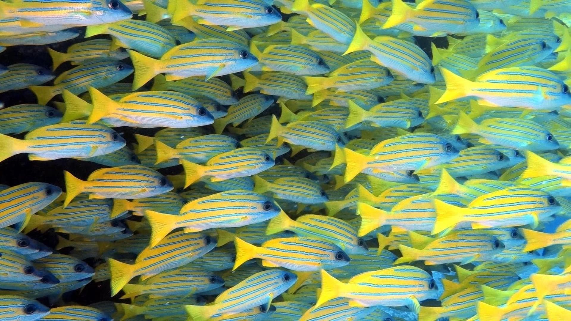 Athiri Beach Maldives - View 33