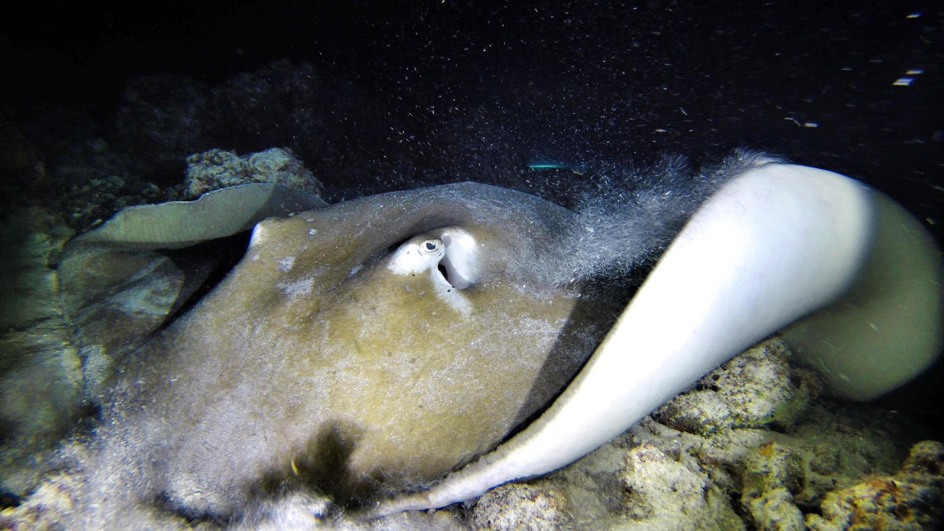 Athiri Beach Maldives - View 35