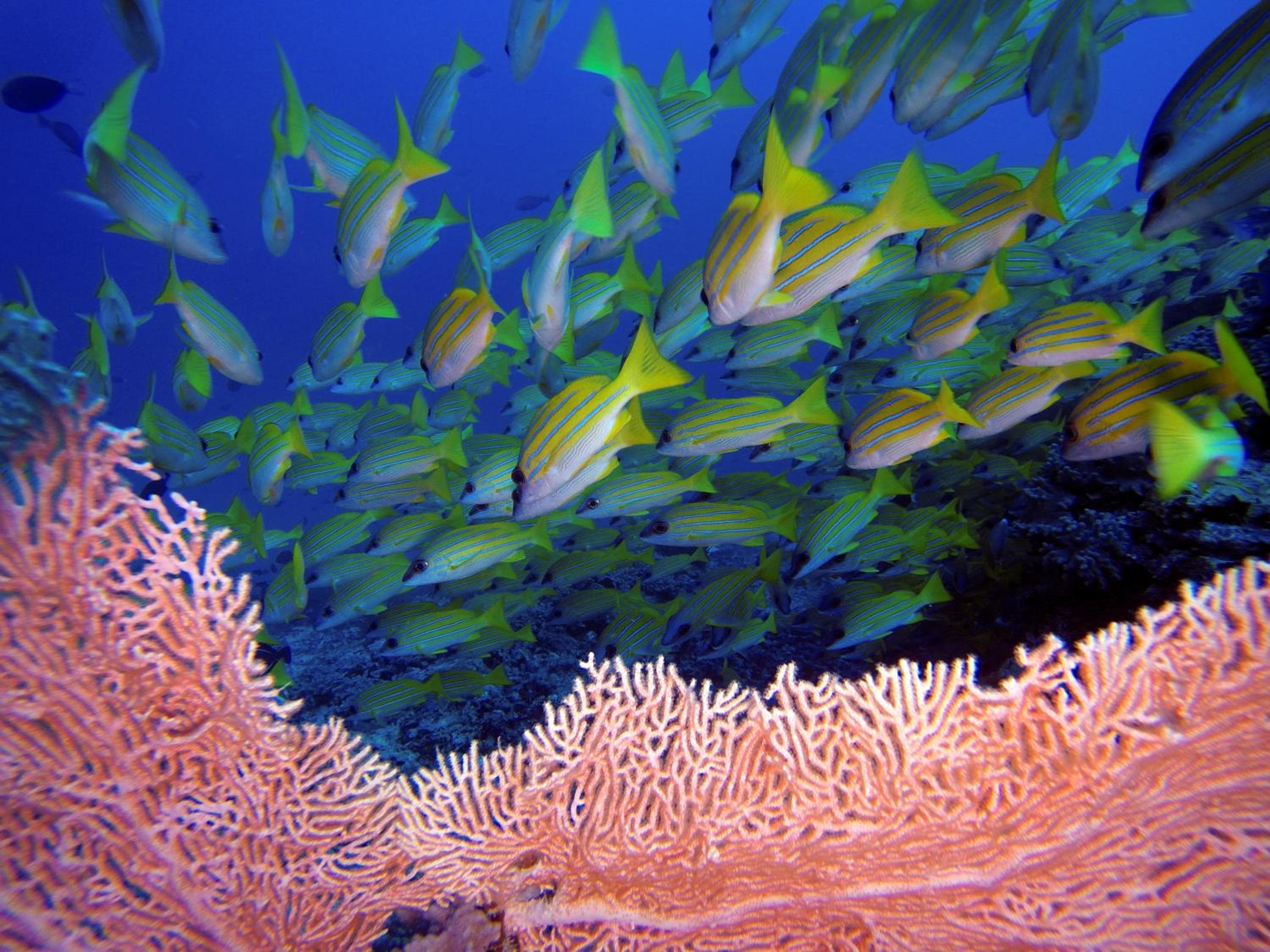 Athiri Beach Maldives - View 29