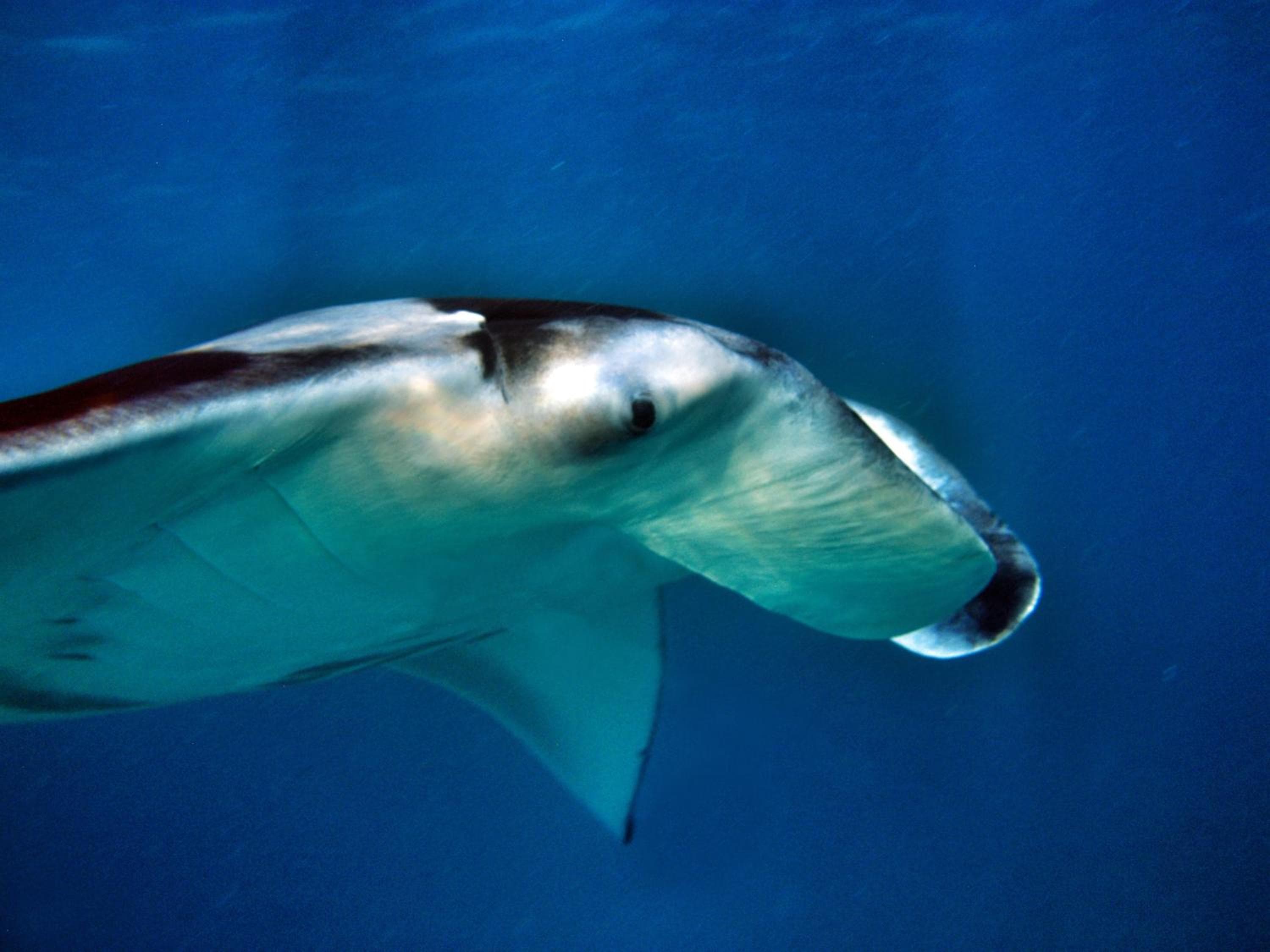 Athiri Beach Maldives - View 16