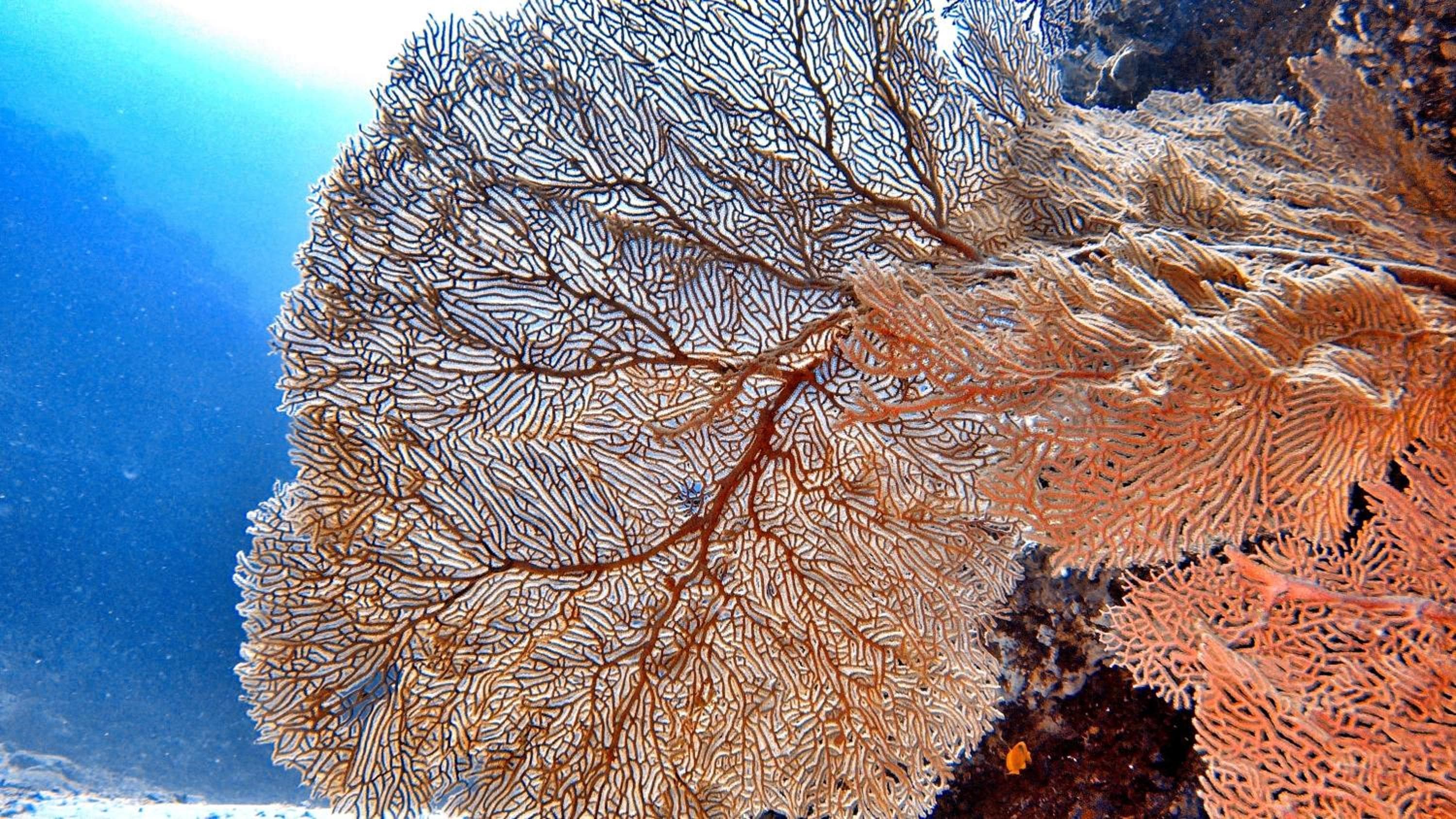 Athiri Beach Maldives - View 27