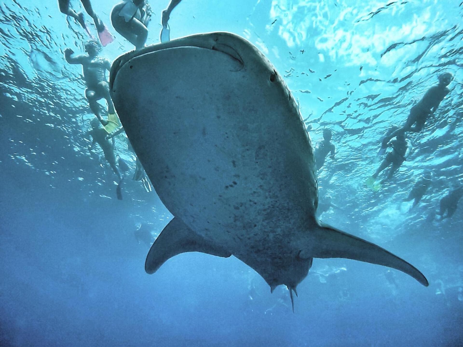 Athiri Beach Maldives - View 18