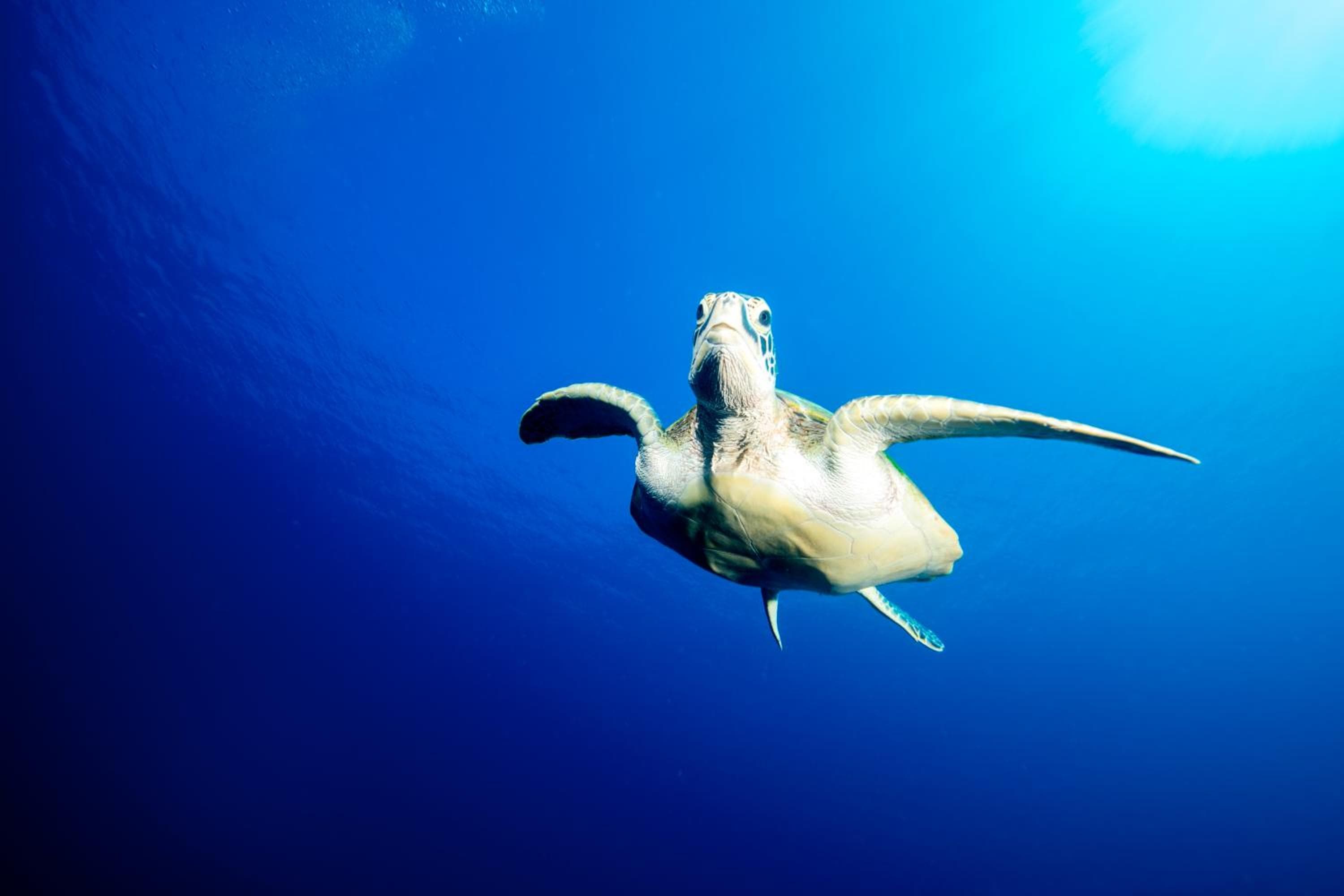 Pullman Maldives Maamutaa - All-Inclusive Resort - 50 percent off Domestic Transfers - View 69