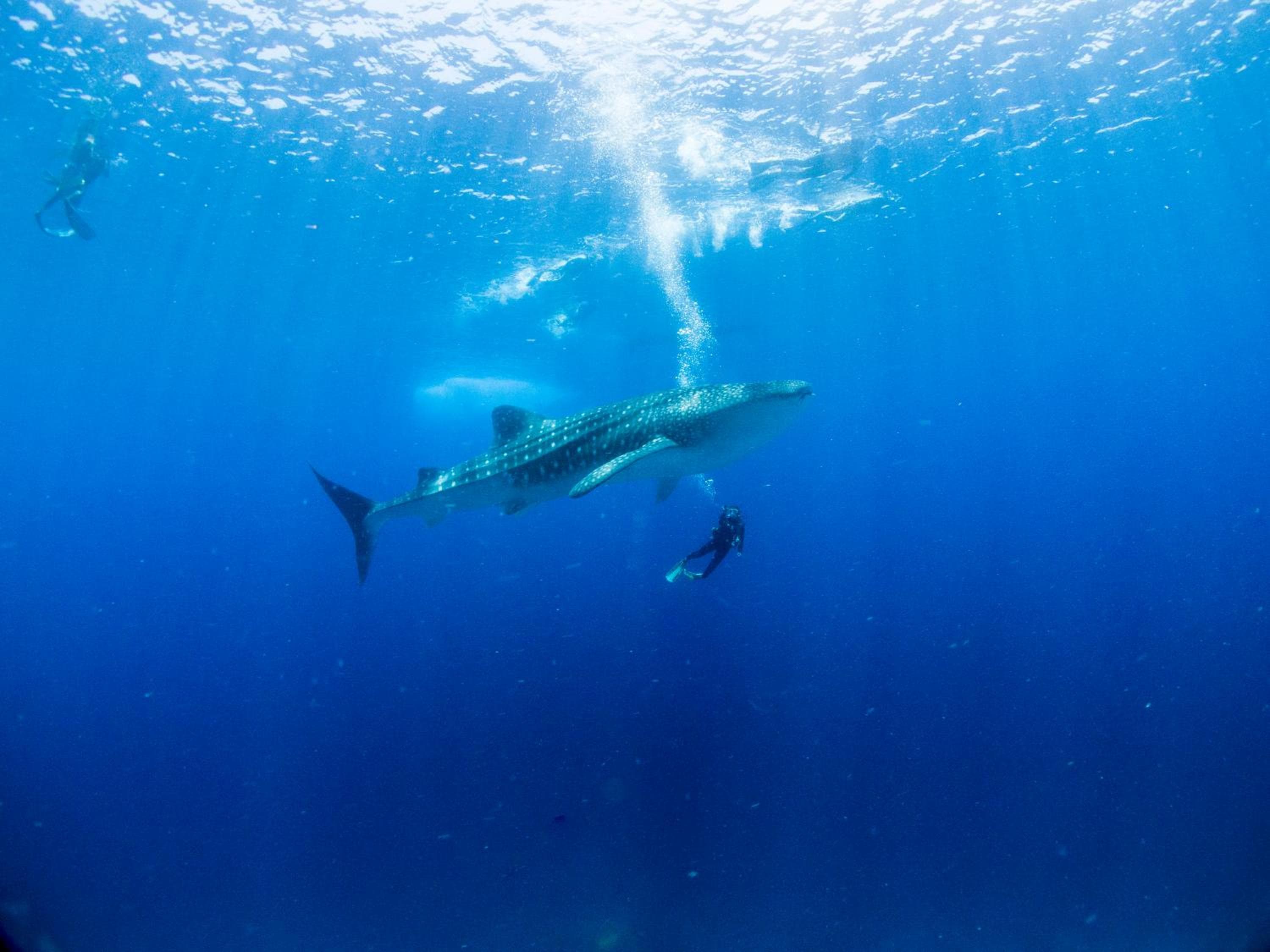 TME Retreats Dhigurah - View 2