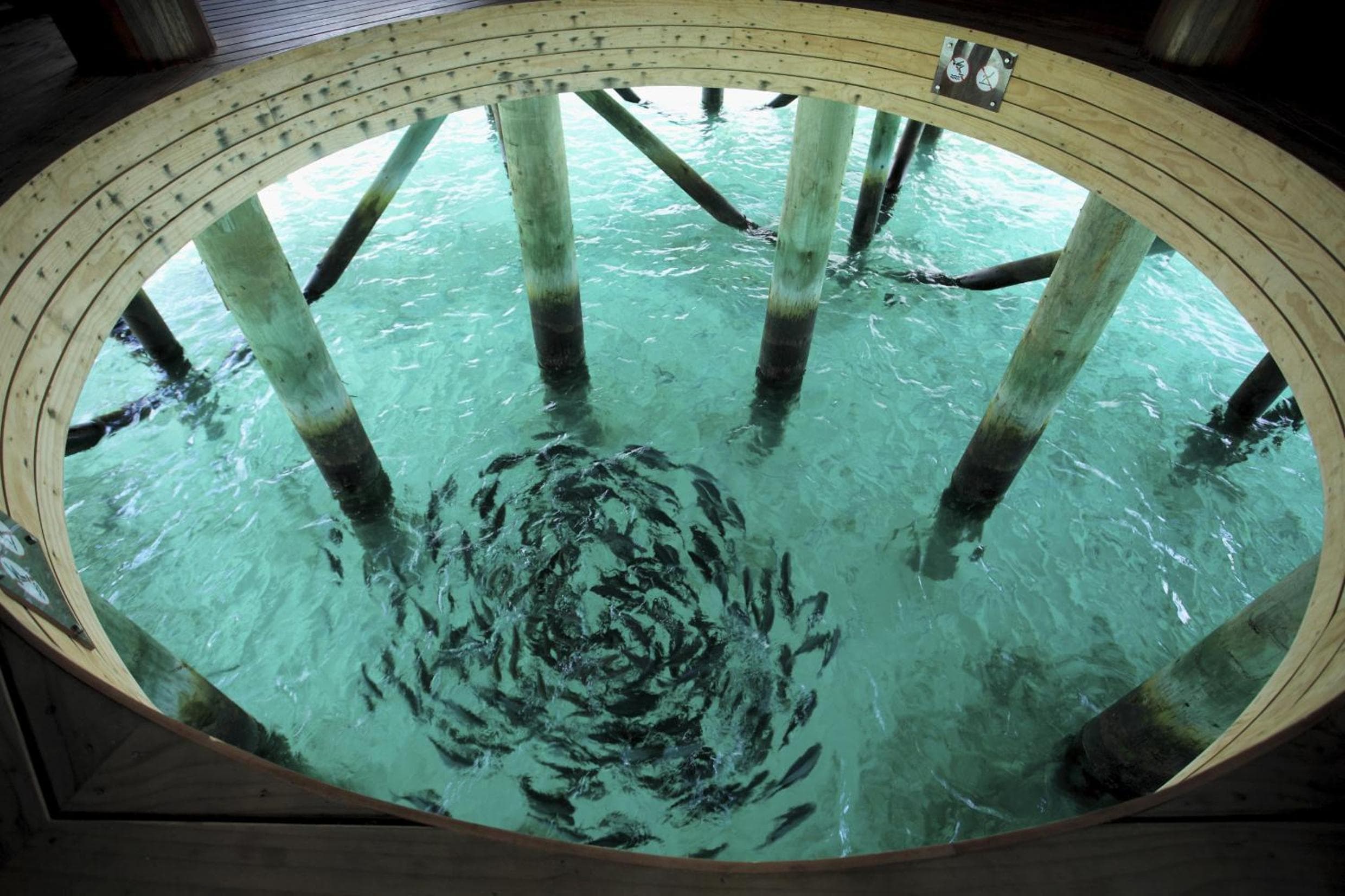 Centara Ras Fushi Resort & Spa Maldives - 50 percent discount on transfers for min 4 nights stay and more, valid for reservations between 11th Feb till 22  - View 141