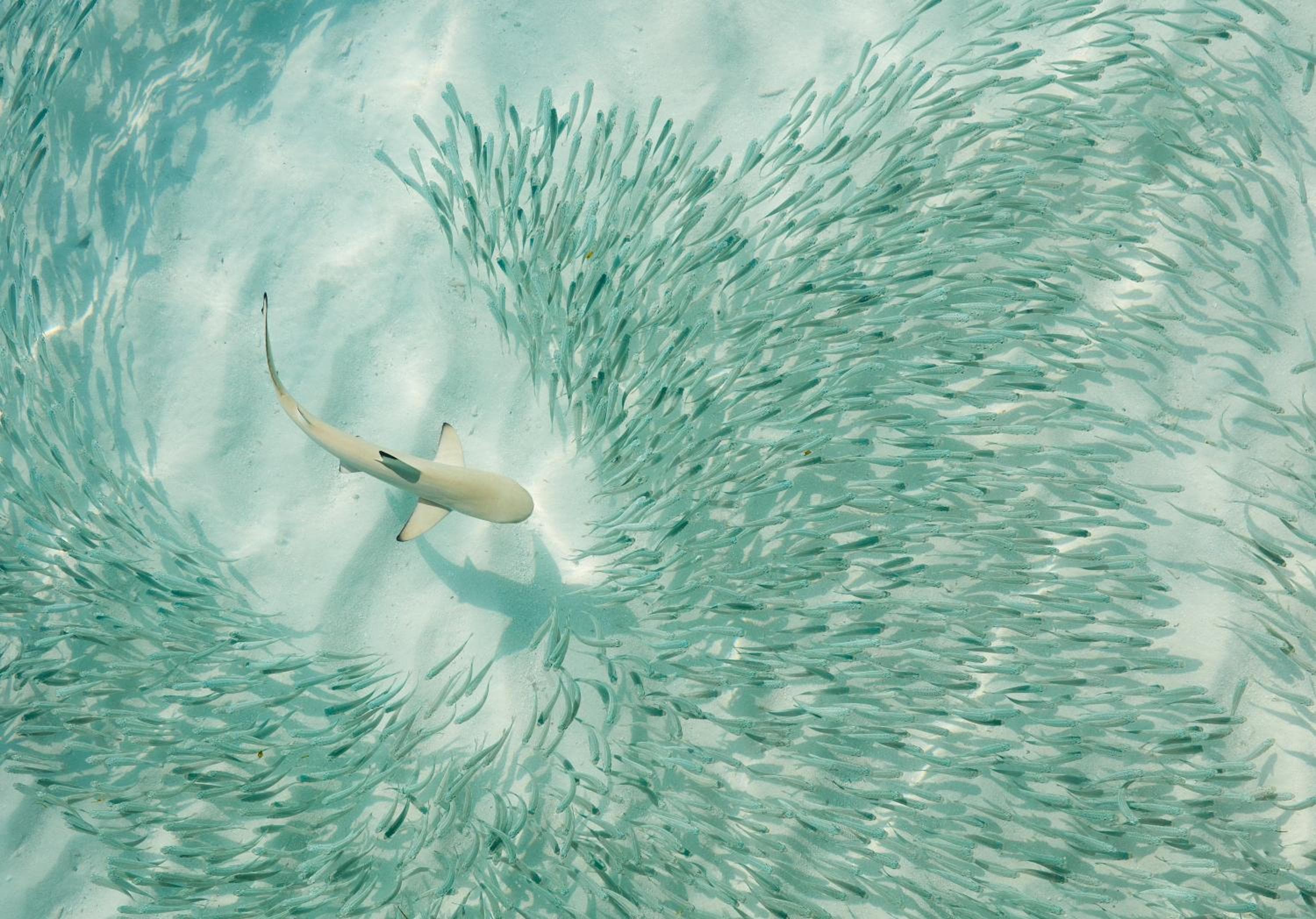 Sun Siyam Iru Fushi with Free Transfer - View 77