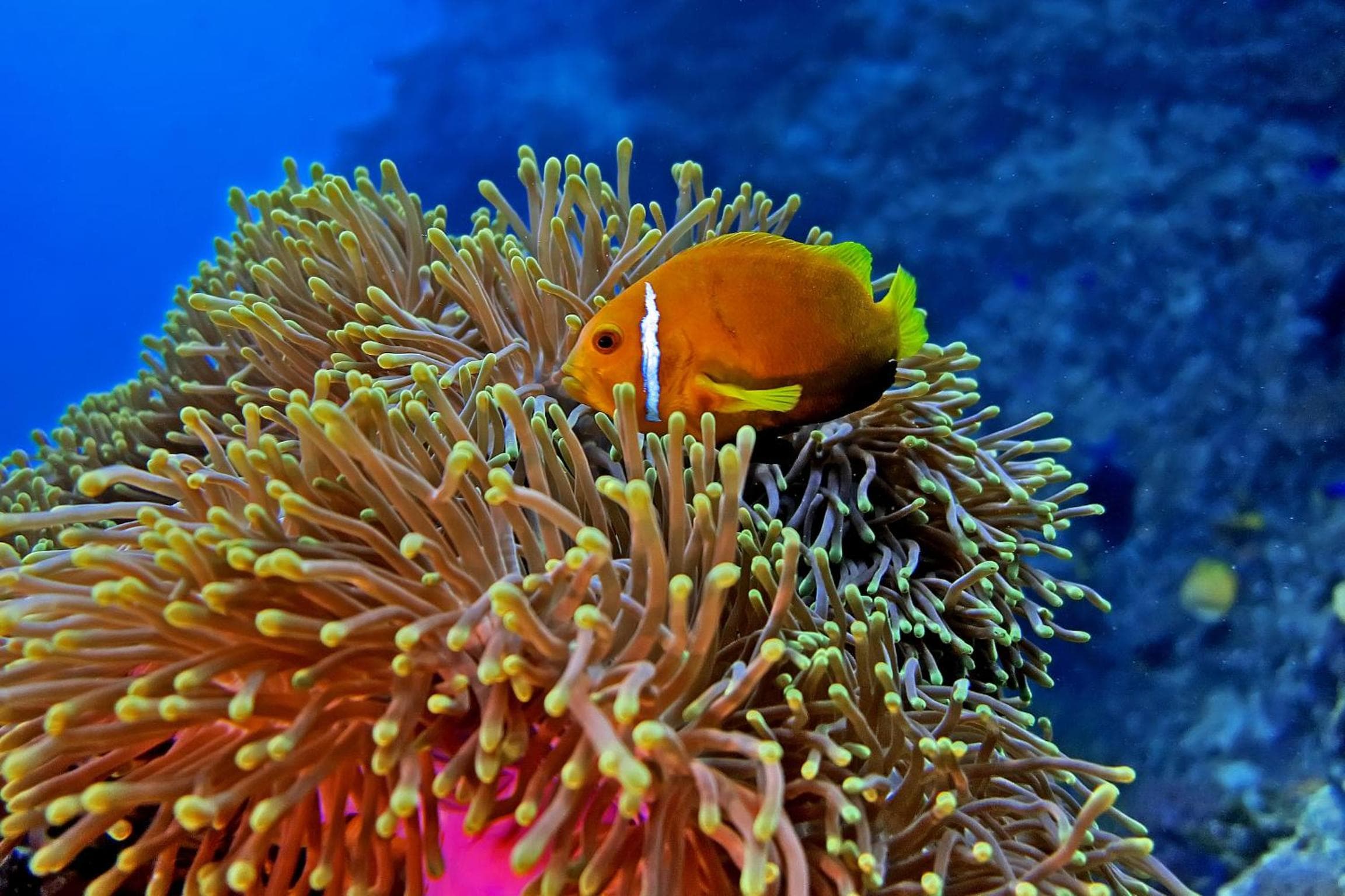 Kaani Beach Hotel - View 22