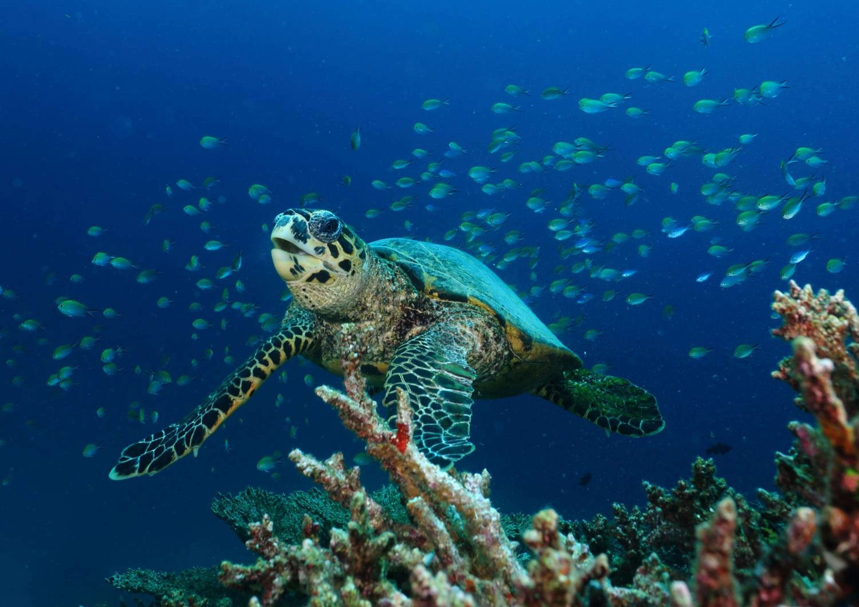 V Villas Maldives at Mirihi - MGallery Collection - View 89