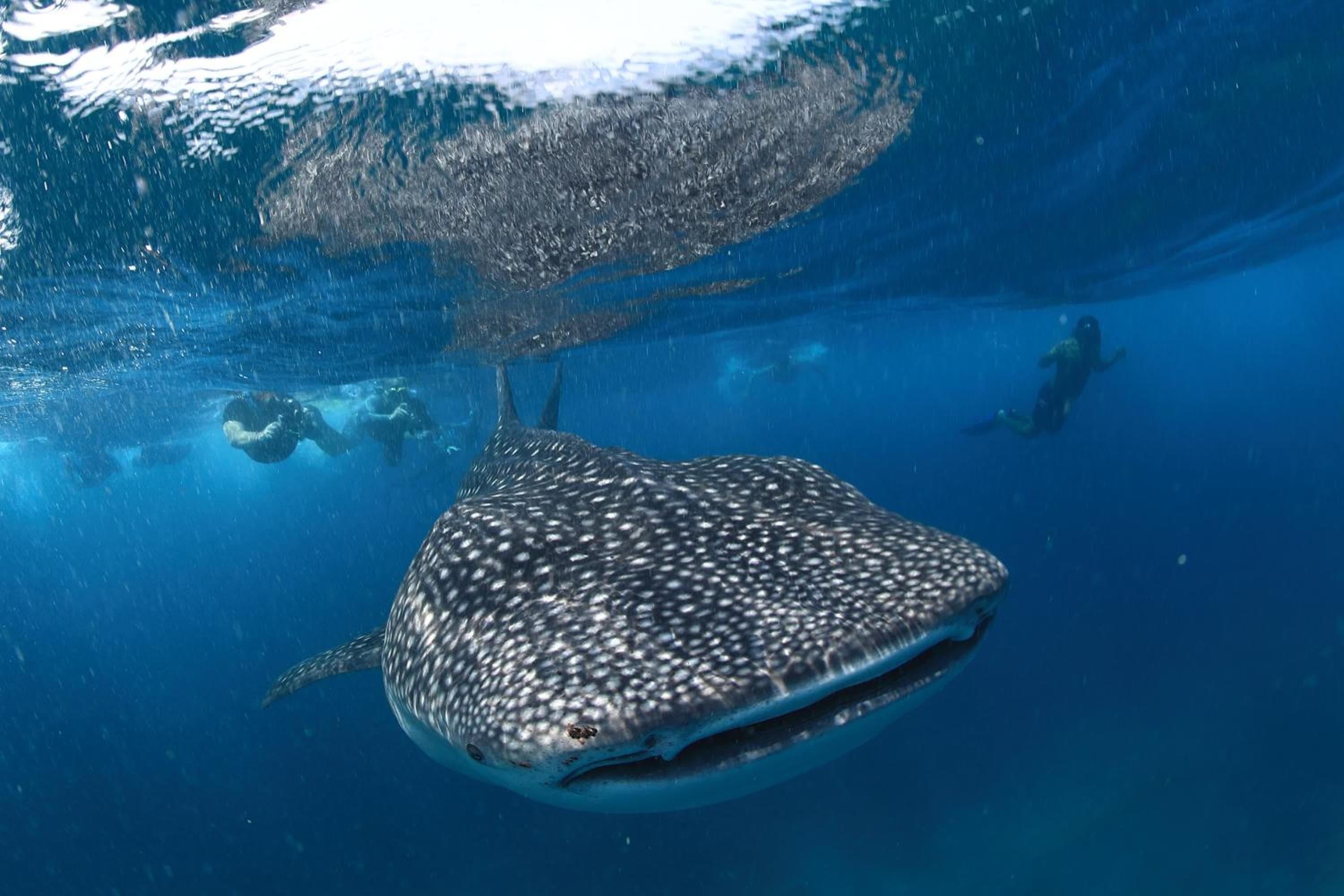 V Villas Maldives at Mirihi - MGallery Collection - View 45