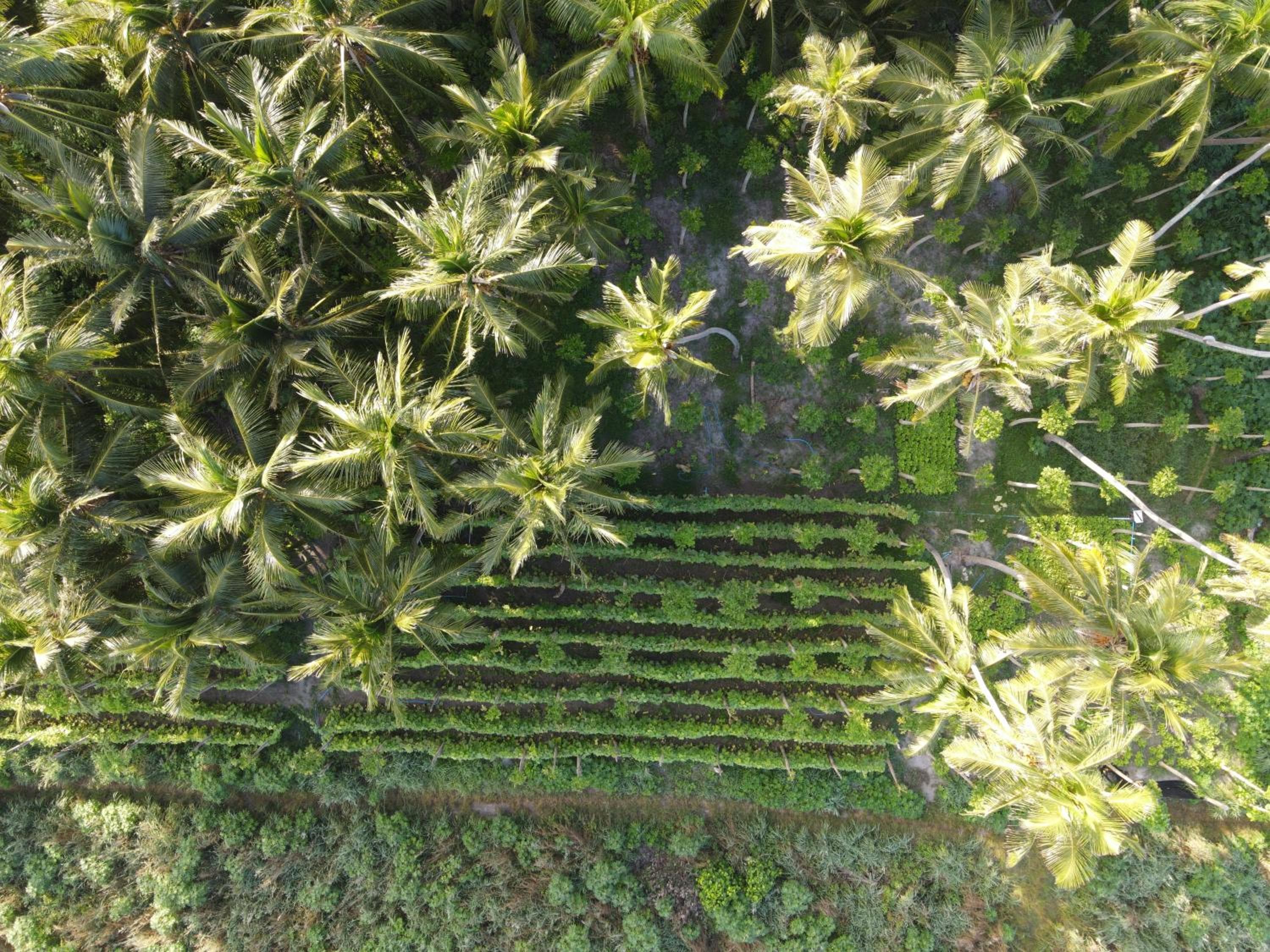 Alesara Guest House - View 51