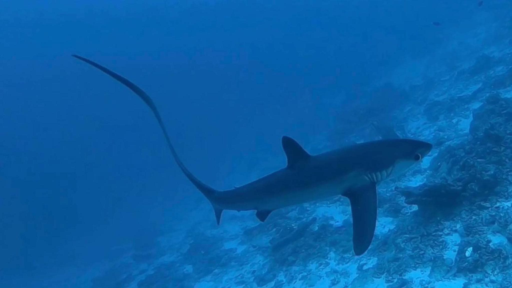 Tiger Shark Residence & Dive - View 14