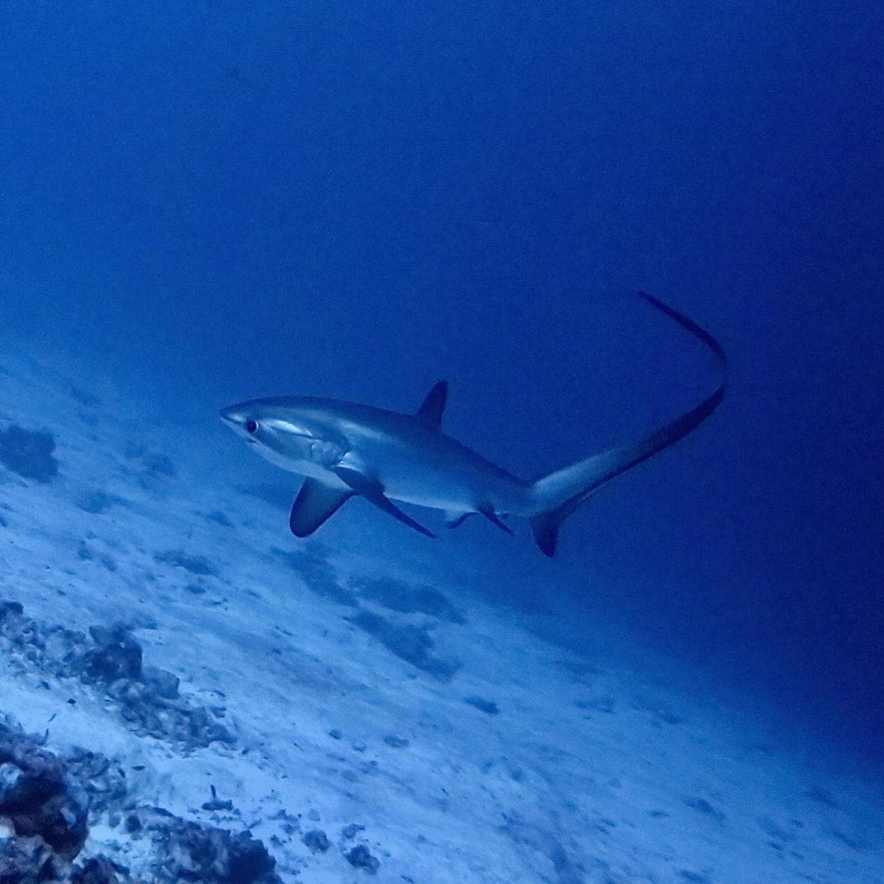 Tiger Shark Residence & Dive - View 13