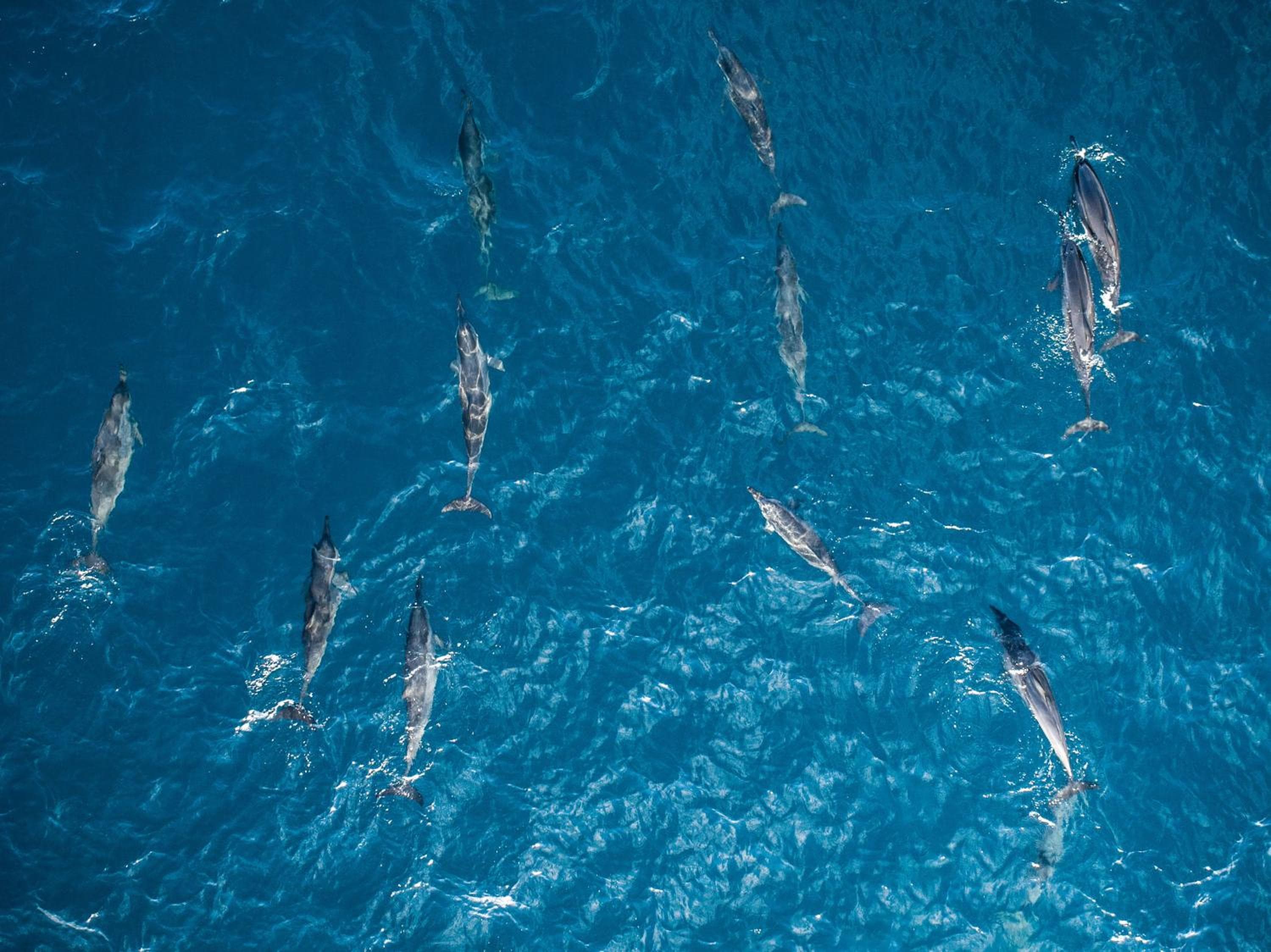 Season Paradise - View 66