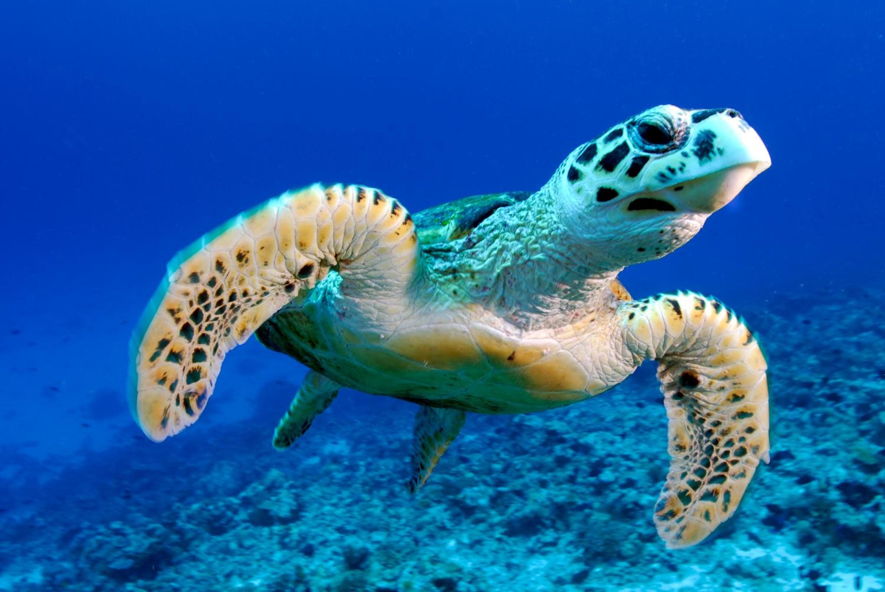 Season Paradise - View 70