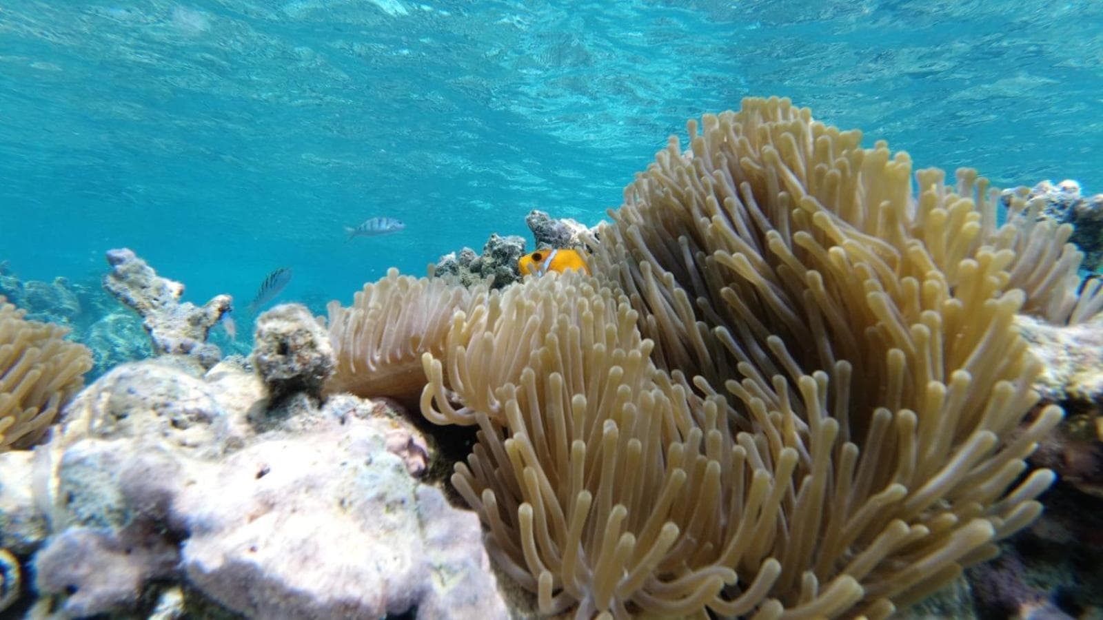 Dravida Hotel - View 66