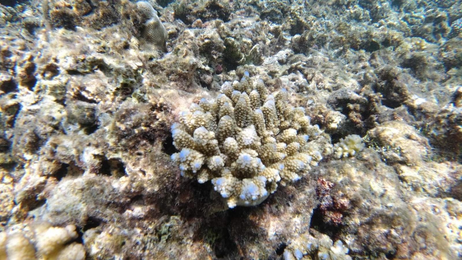 Dravida Hotel - View 62