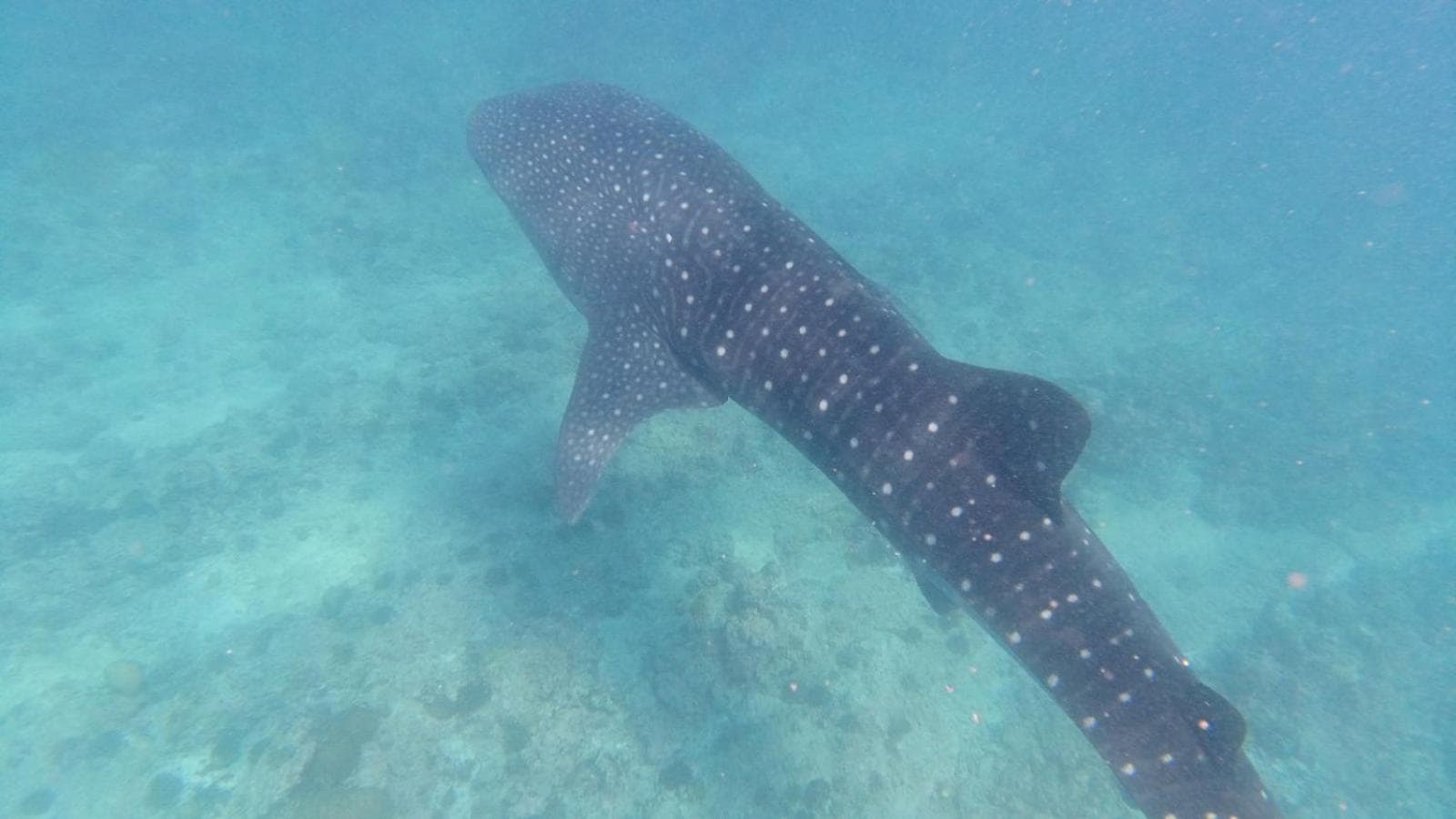 Dravida Hotel - View 77