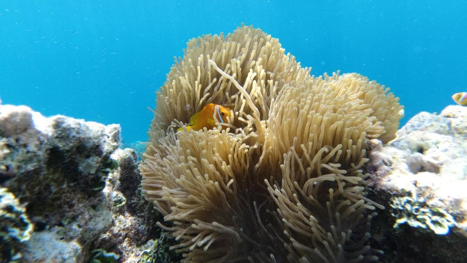 Dravida Hotel - View 74