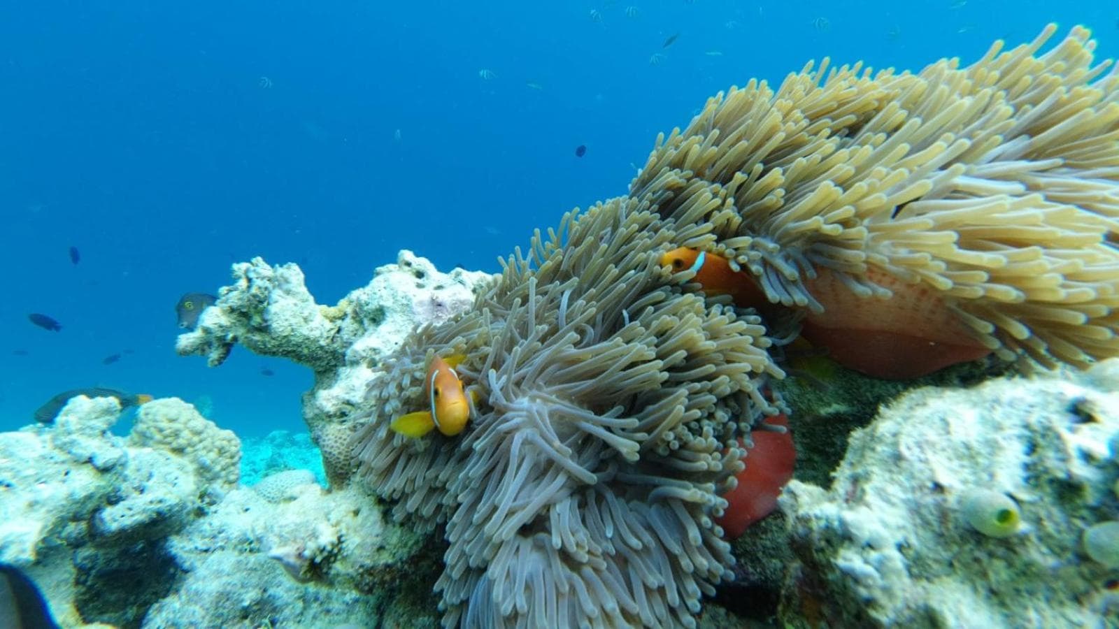 Dravida Hotel - View 75