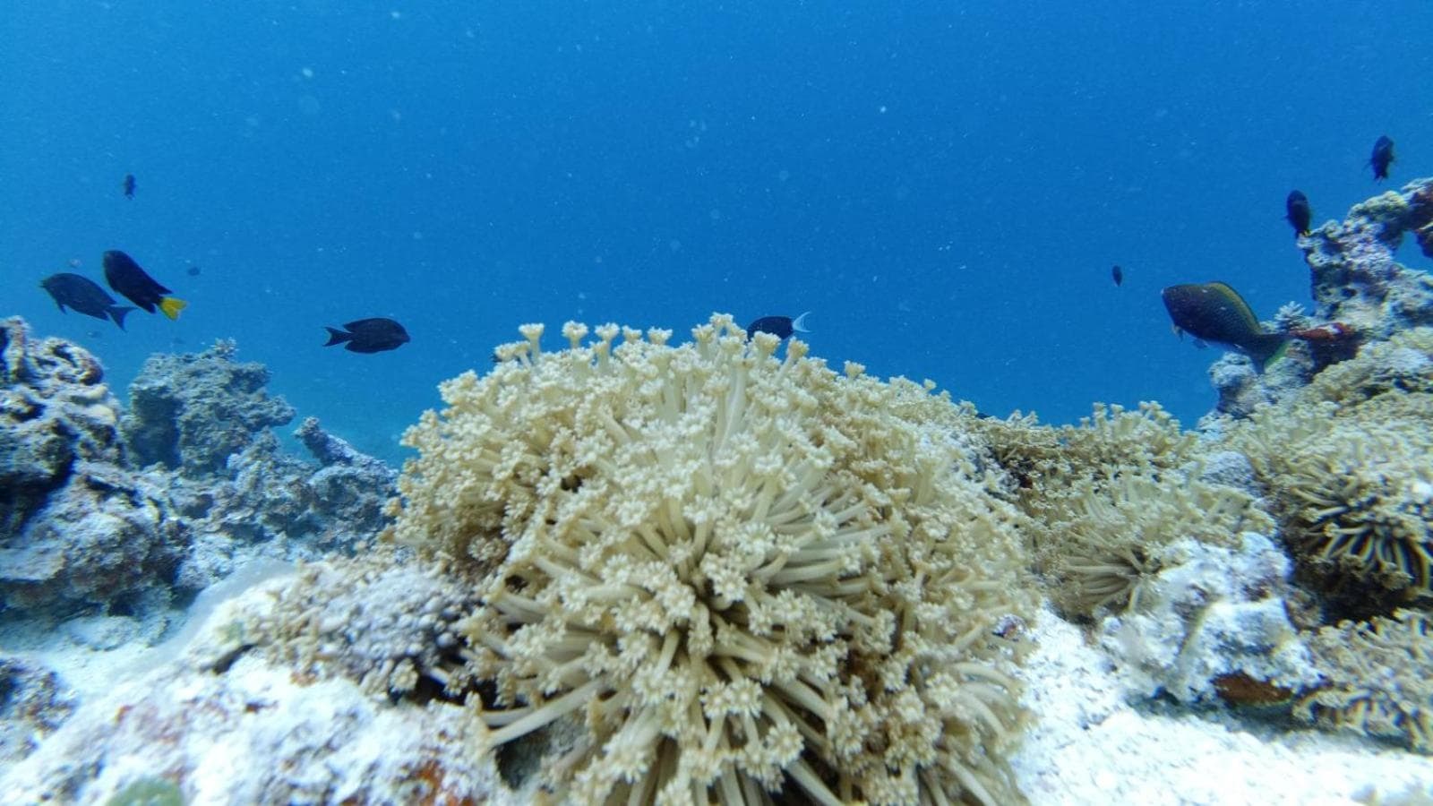 Dravida Hotel - View 71