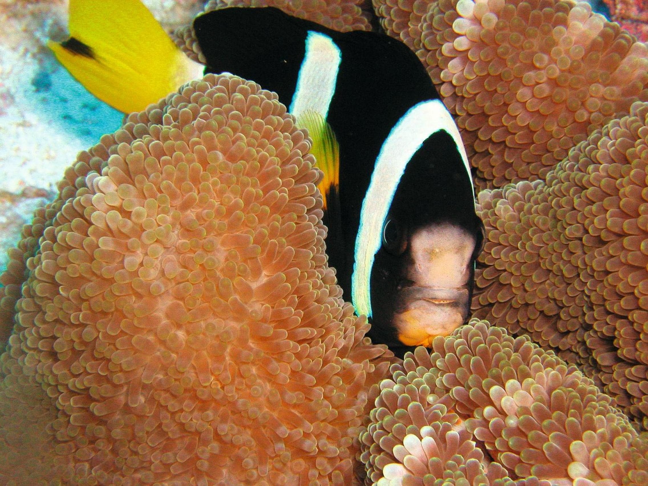 Constance Moofushi Maldives - All Inclusive - View 45