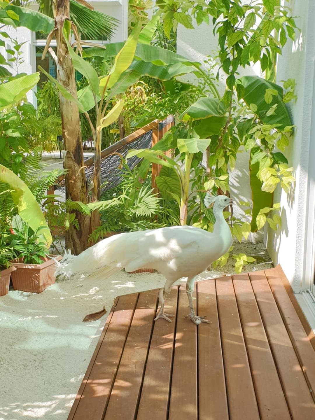 PERLA Dhangethi - View 23