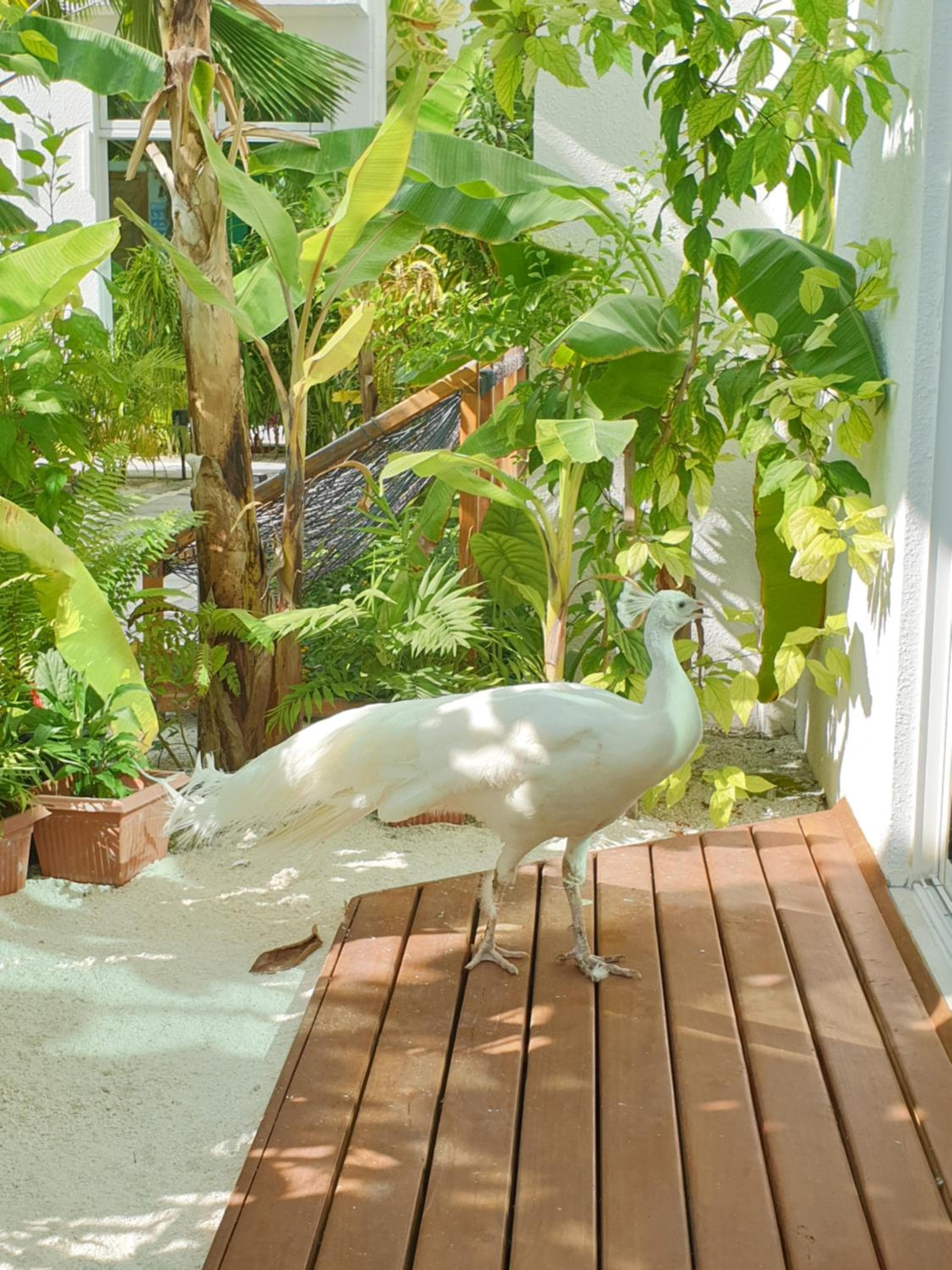 PERLA Dhangethi - View 160