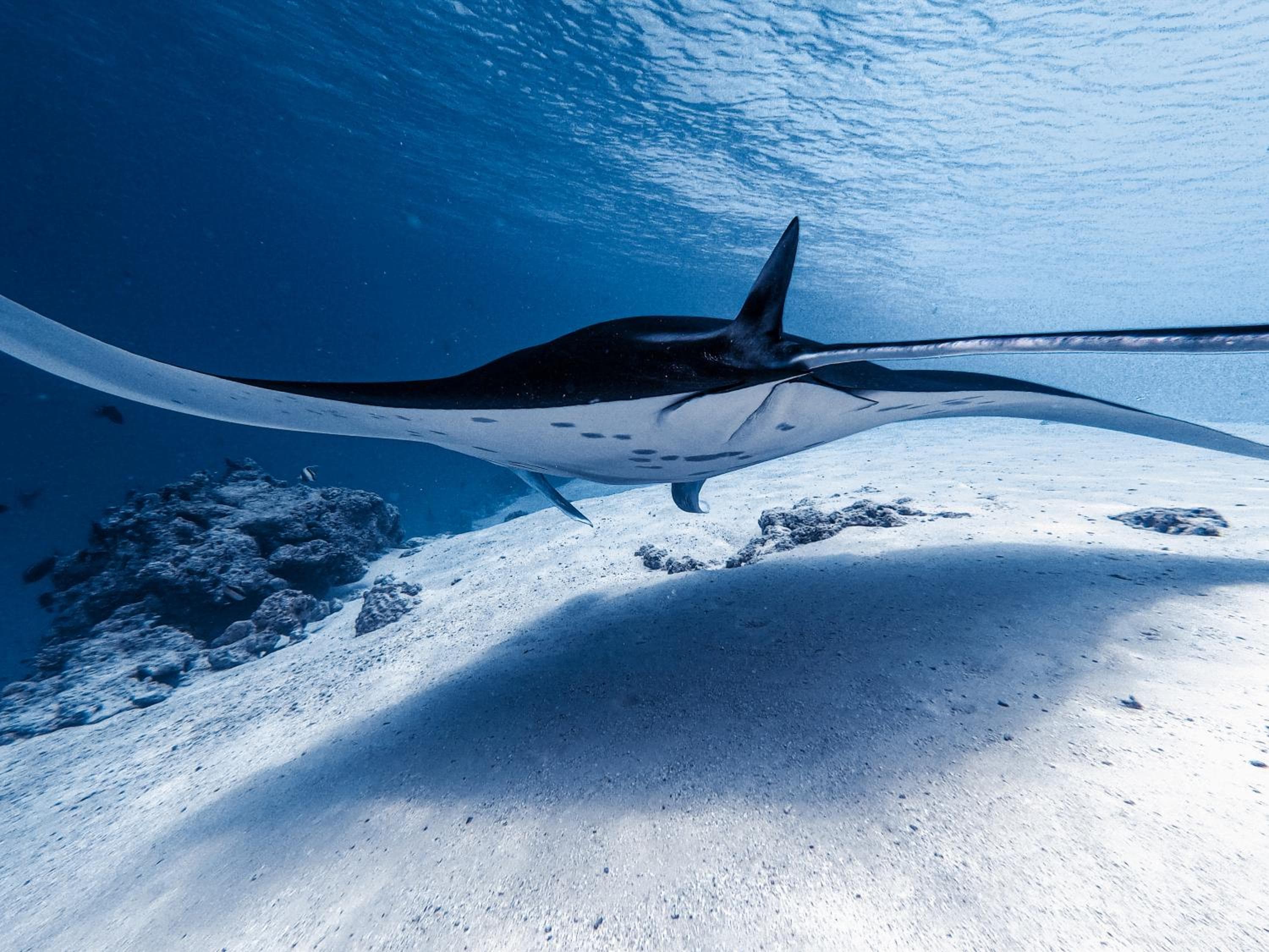 PERLA Dhangethi - View 81