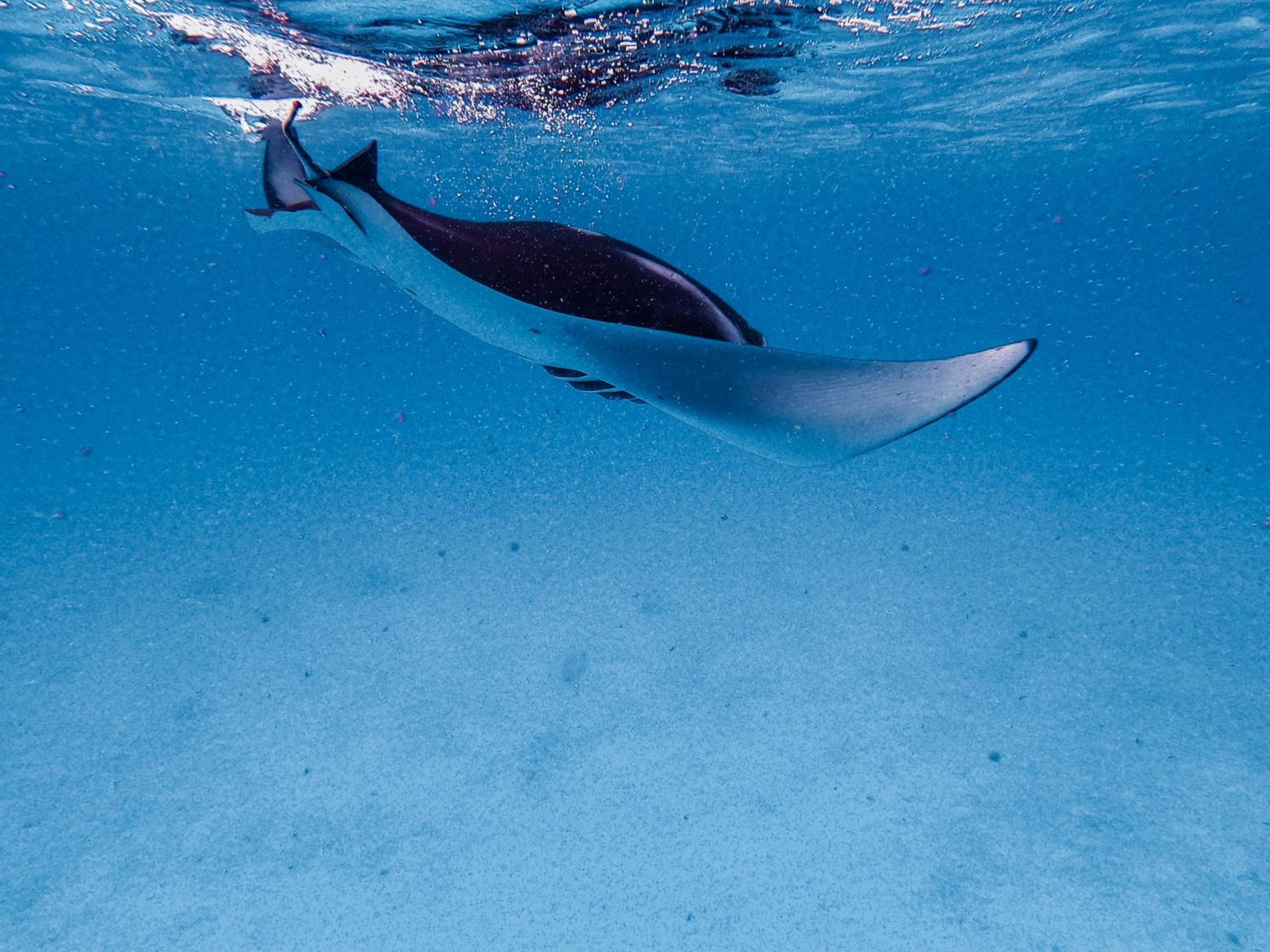 PERLA Dhangethi - View 80