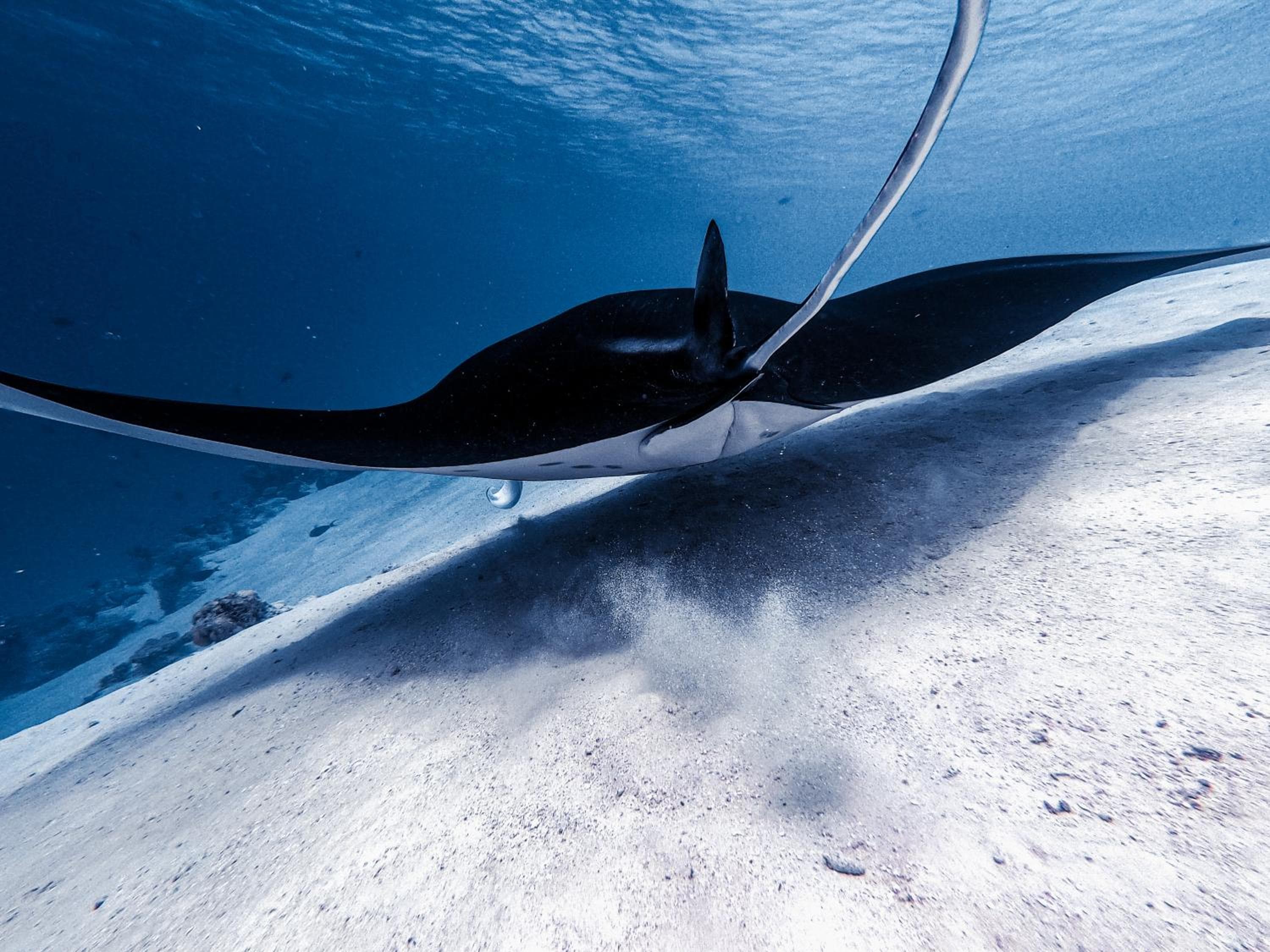 PERLA Dhangethi - View 171