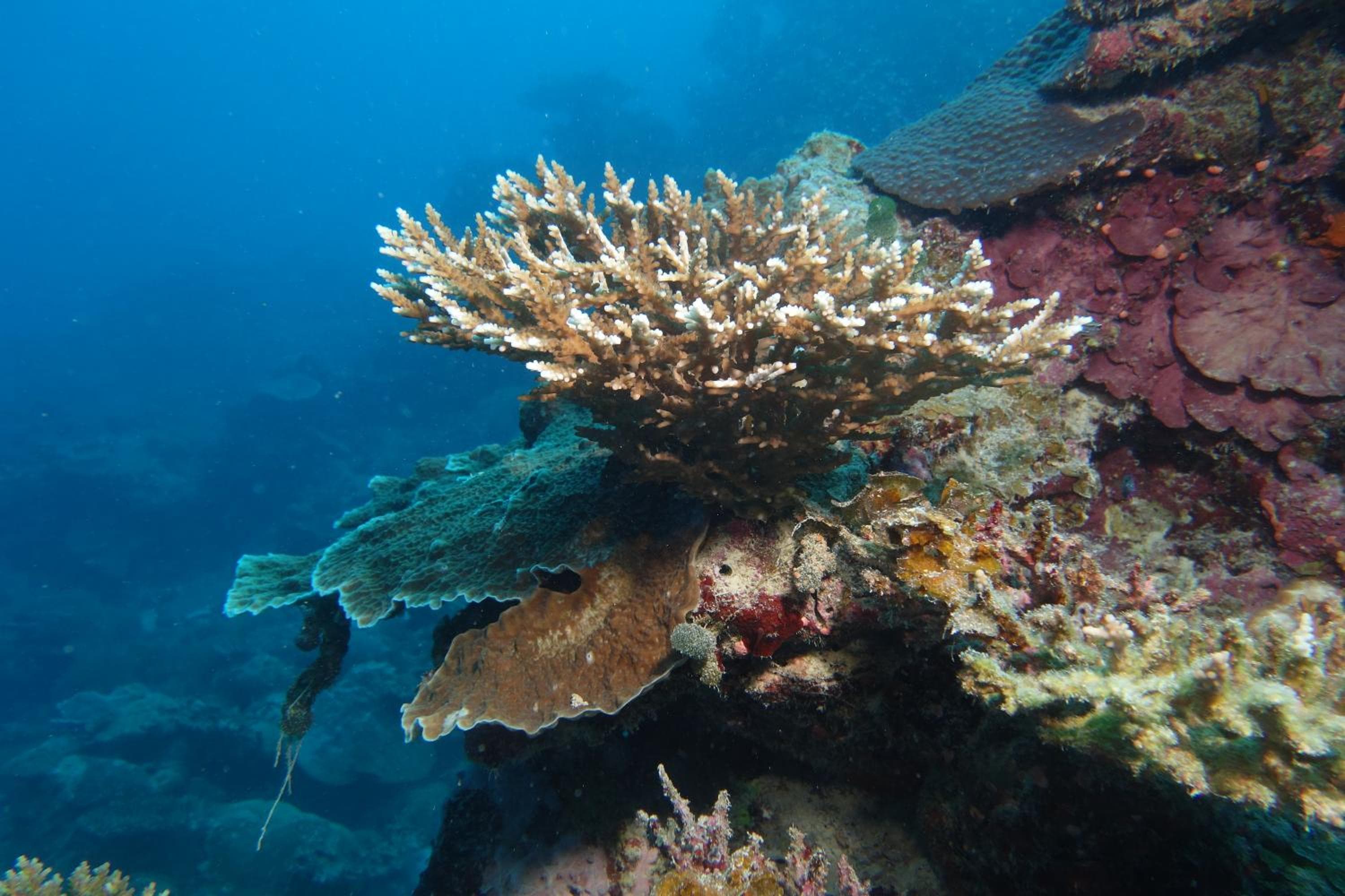 Rahaa Resort Maldives - View 59