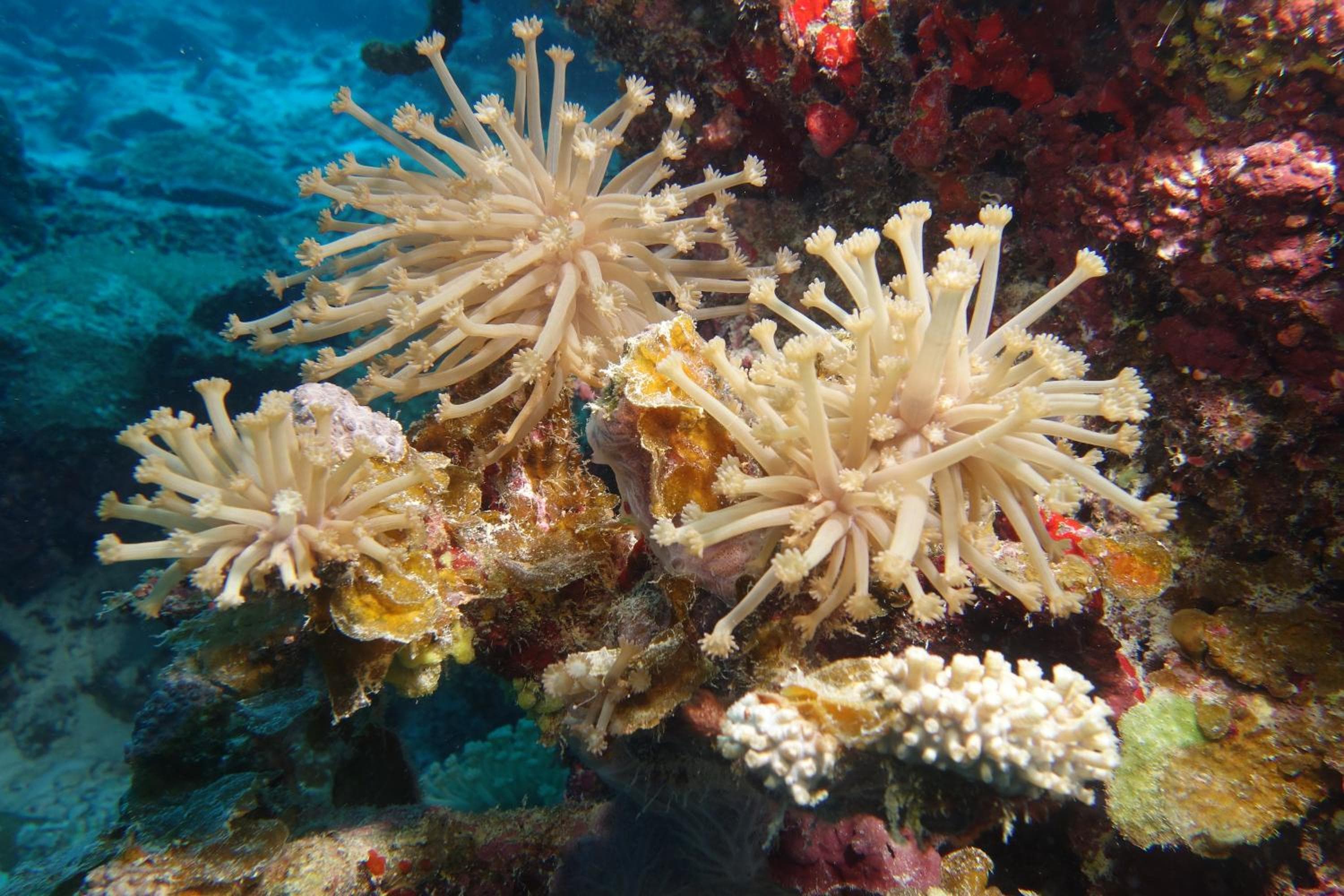 Rahaa Resort Maldives - View 65