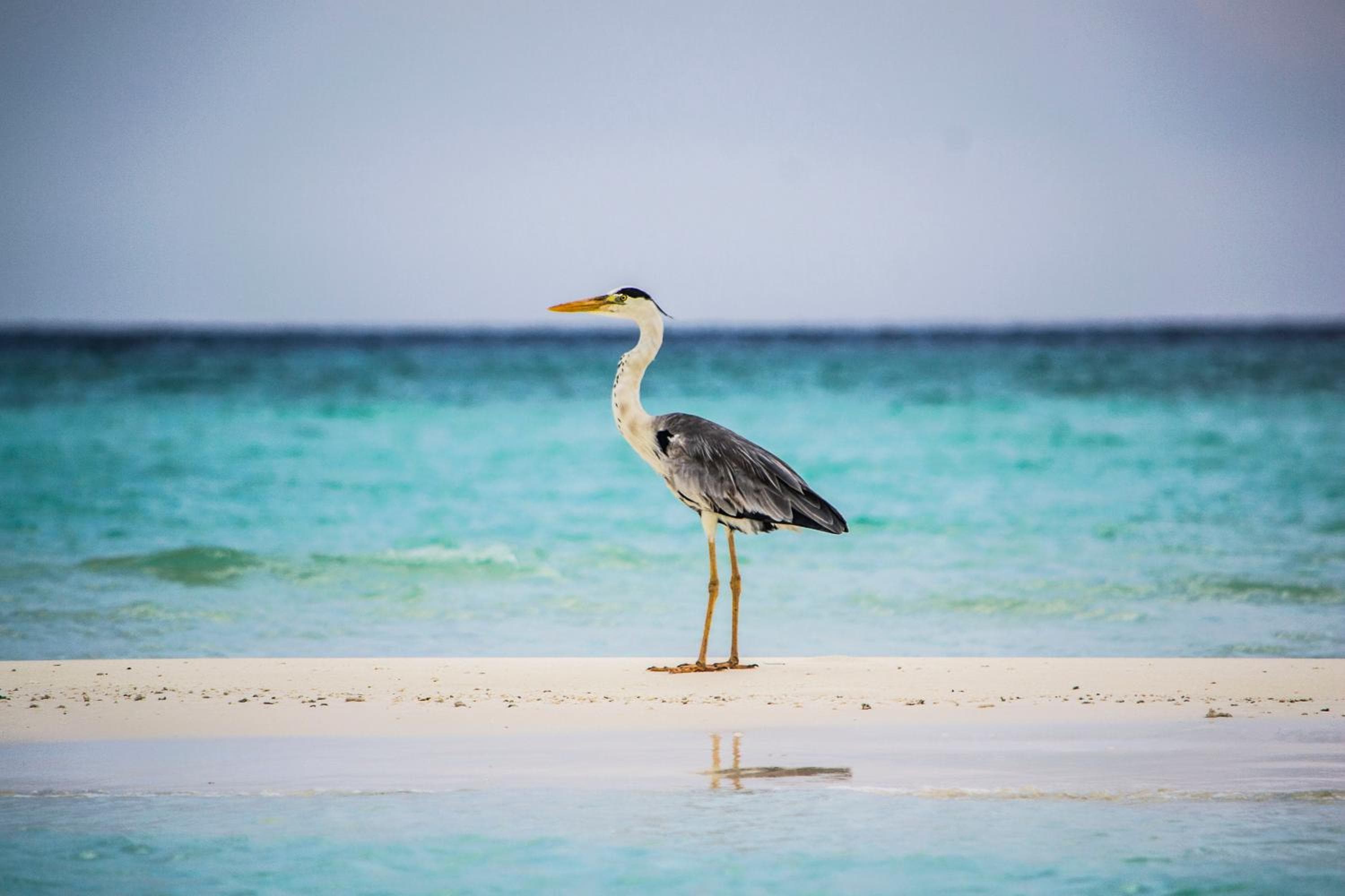 Ras Rana Lodge - View 151