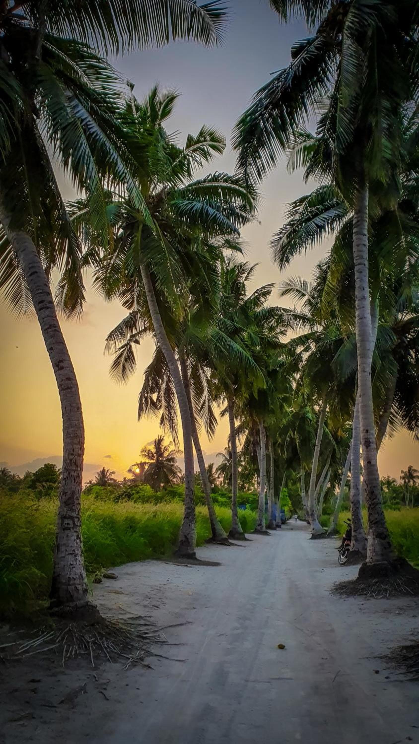 New Breeze Thoddoo Inn - View 59