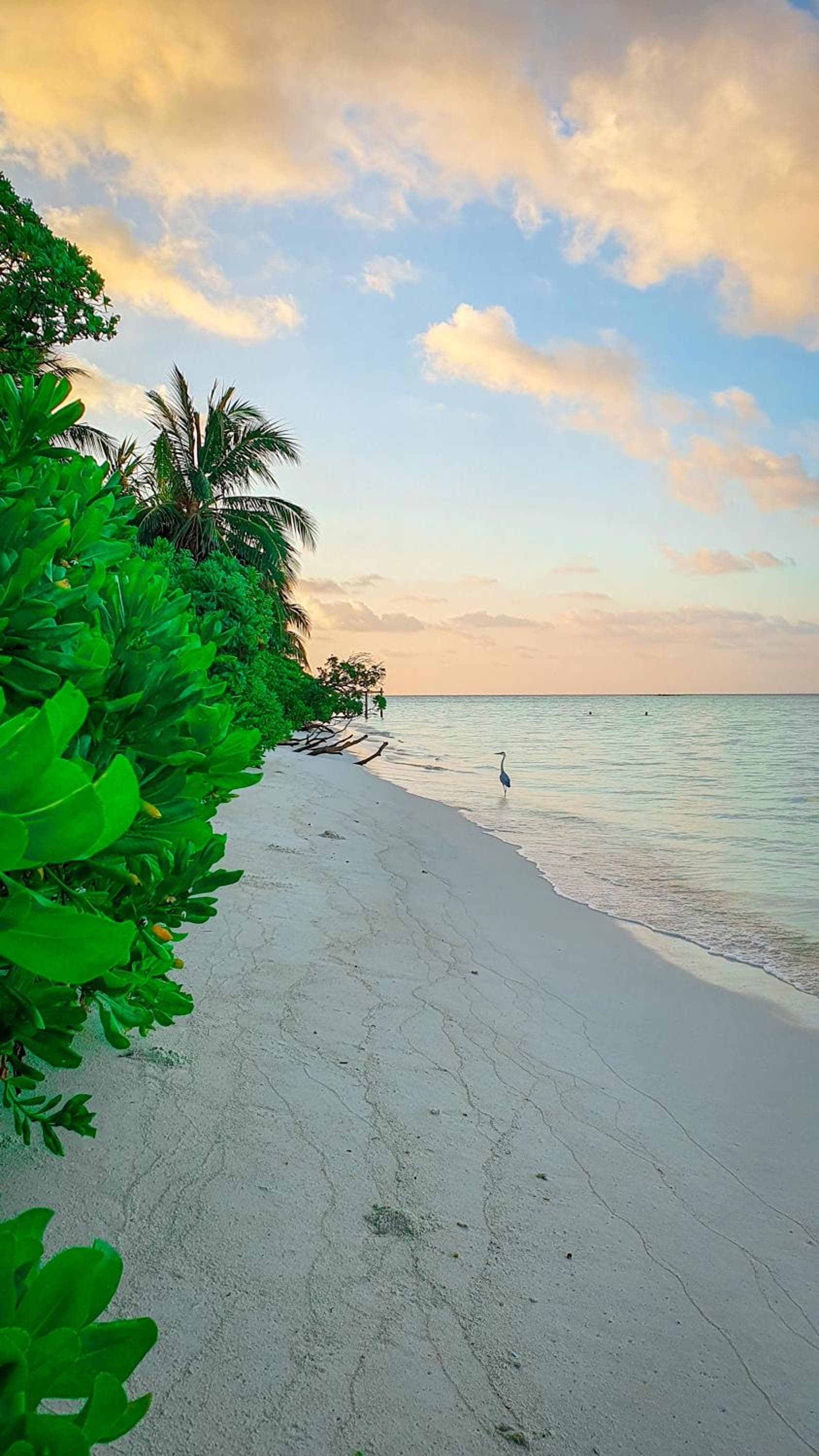 New Breeze Thoddoo Inn - View 91