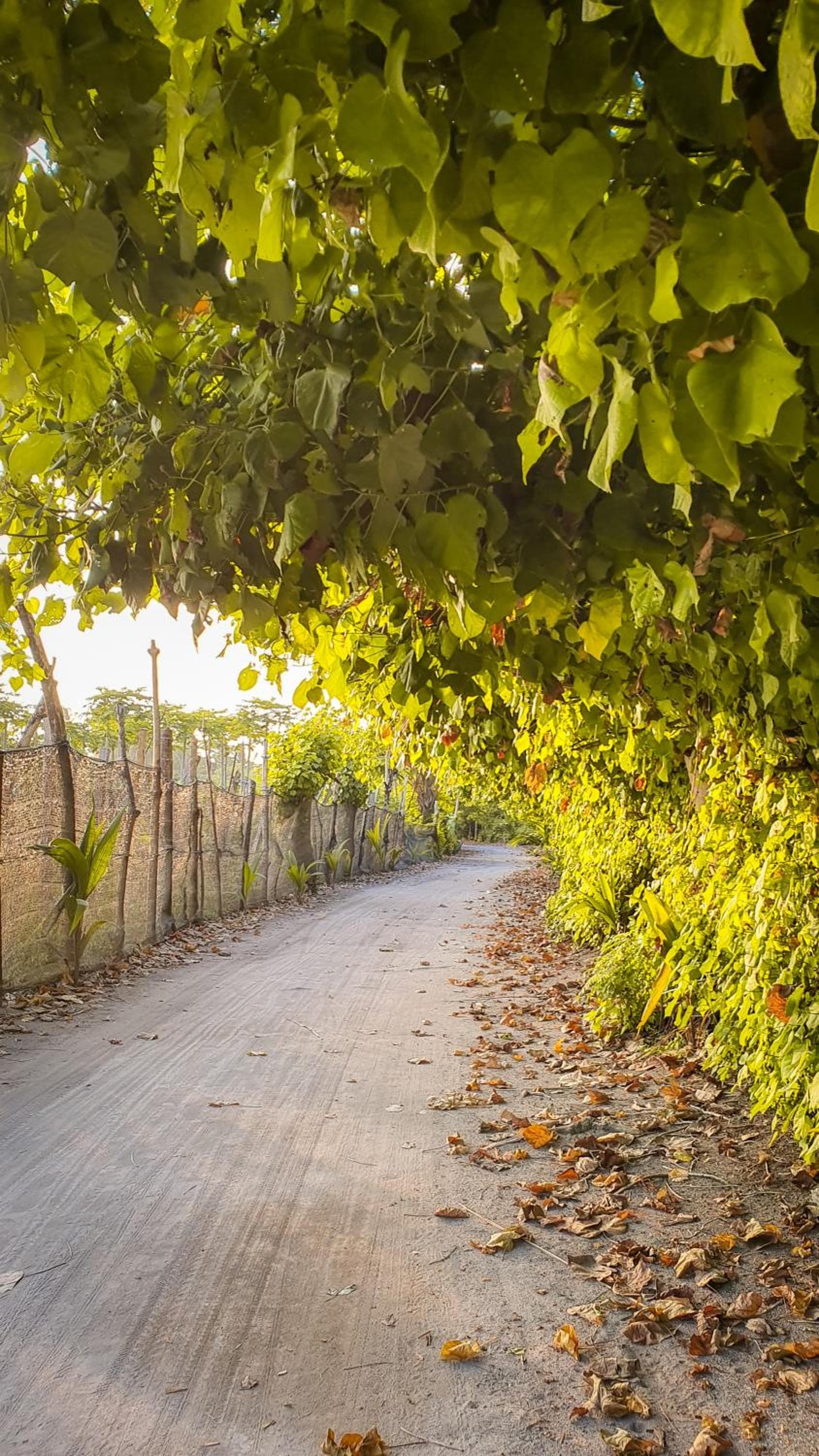 New Breeze Thoddoo Inn - View 100