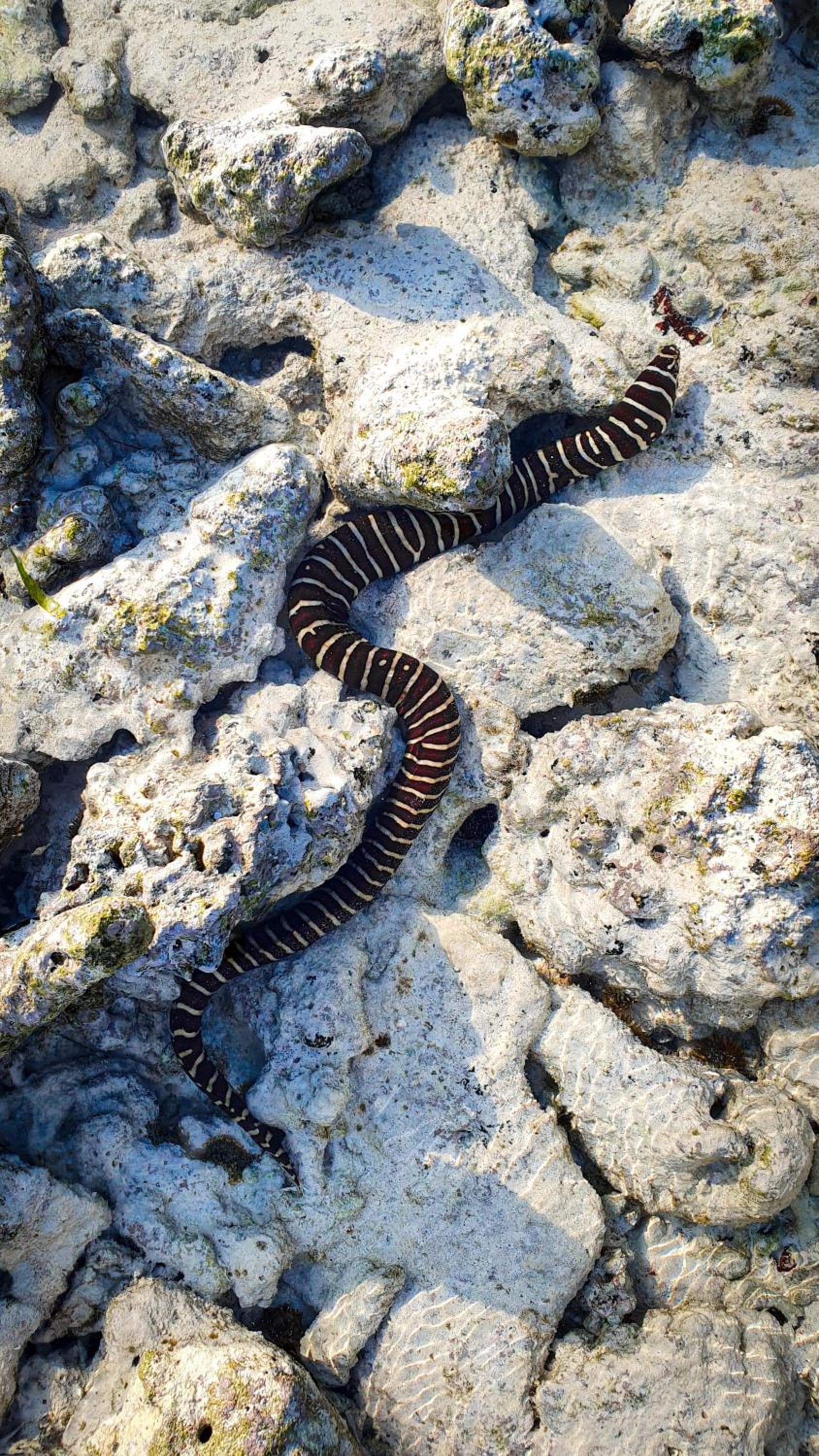 New Breeze Thoddoo Inn - View 101