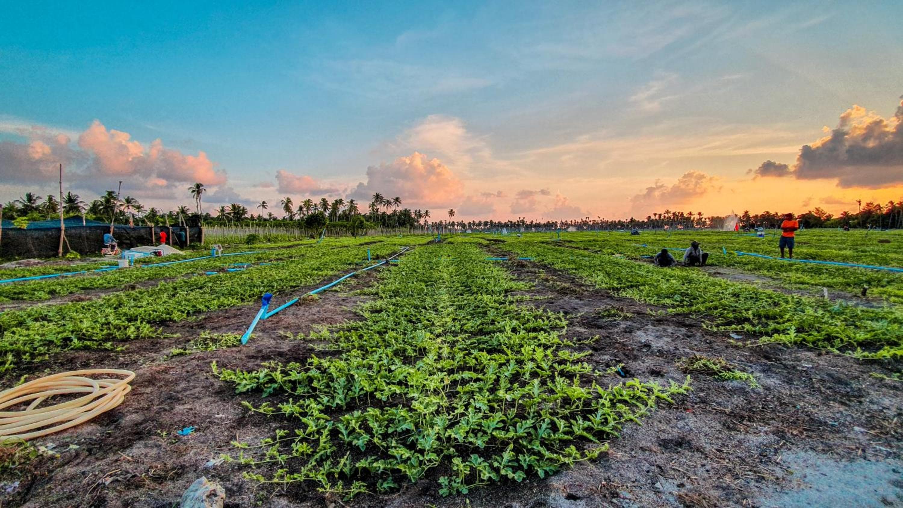 New Breeze Thoddoo Inn - View 117