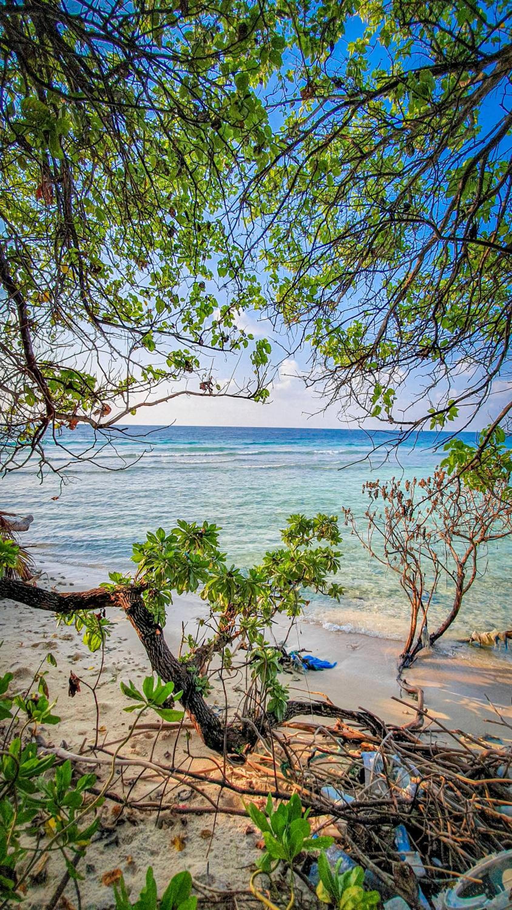 New Breeze Thoddoo Inn - View 113