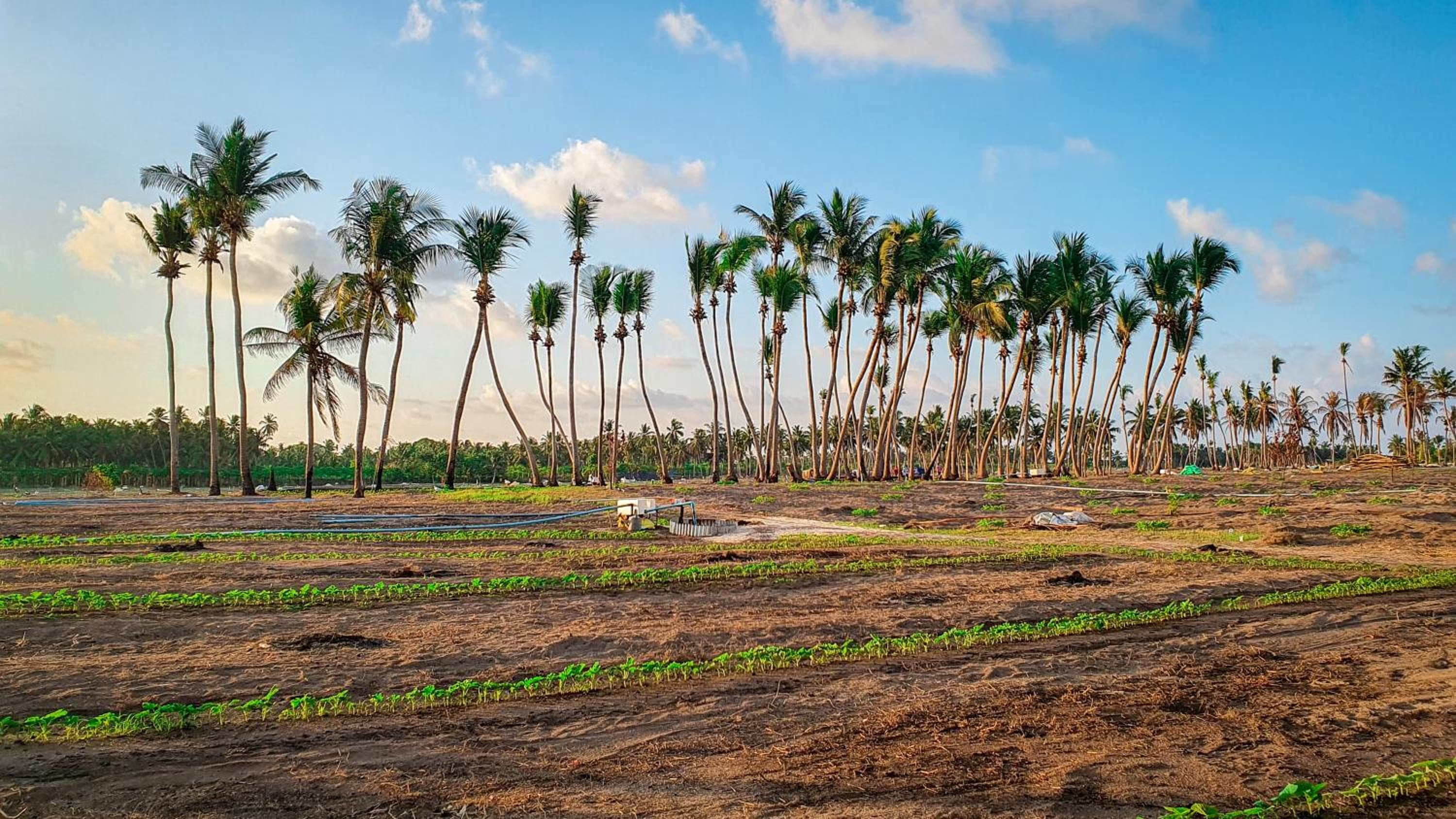 New Breeze Thoddoo Inn - View 124