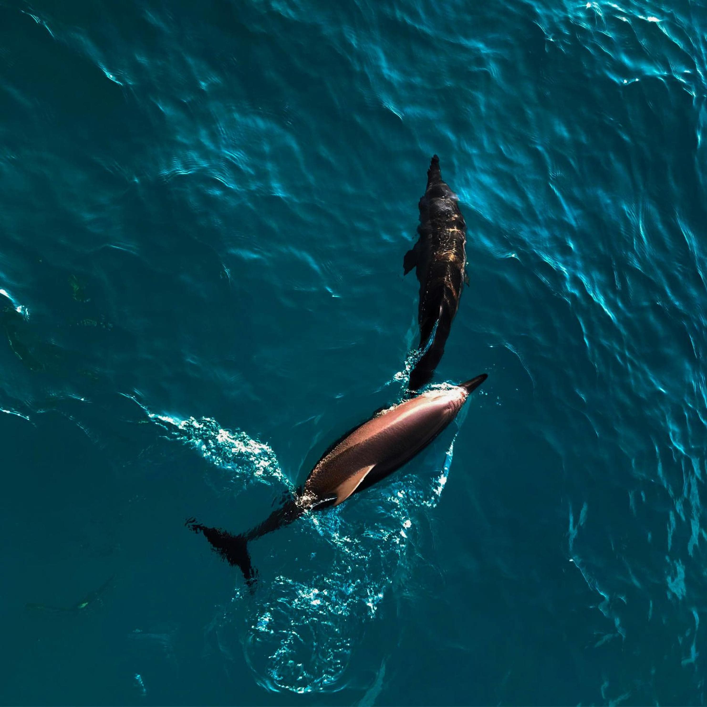 PERLA Dhangethi - View 89