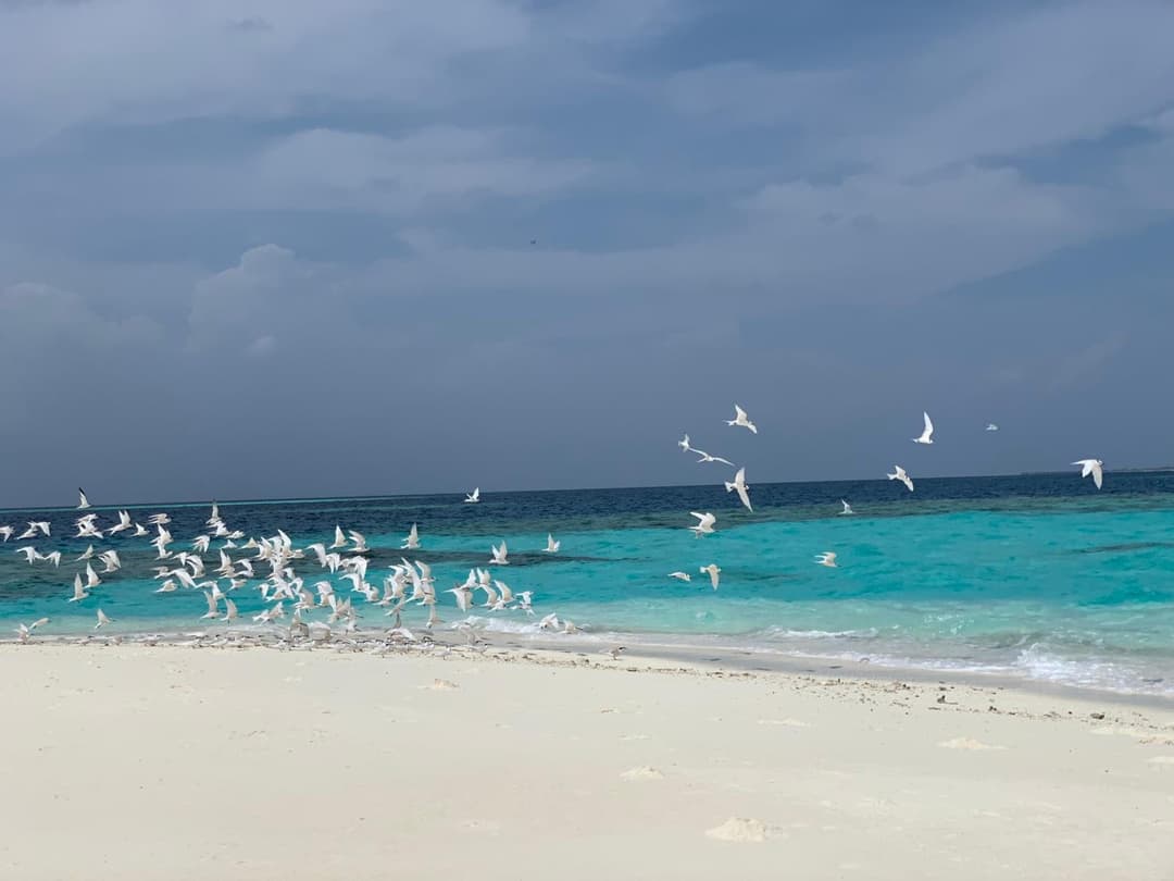 PERLA Dhangethi - View 31