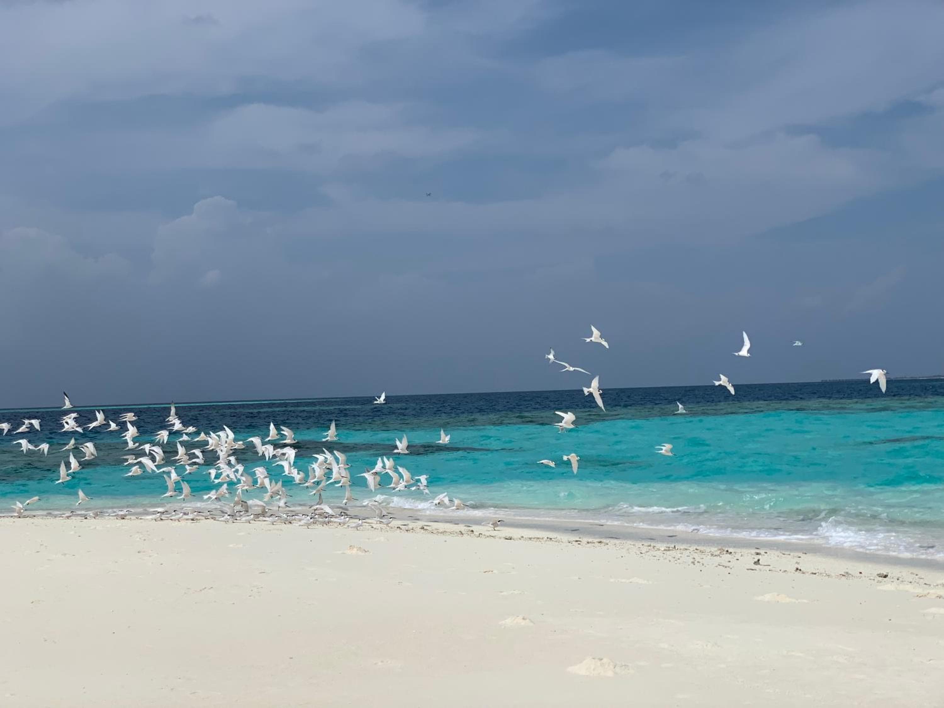 PERLA Dhangethi - View 102